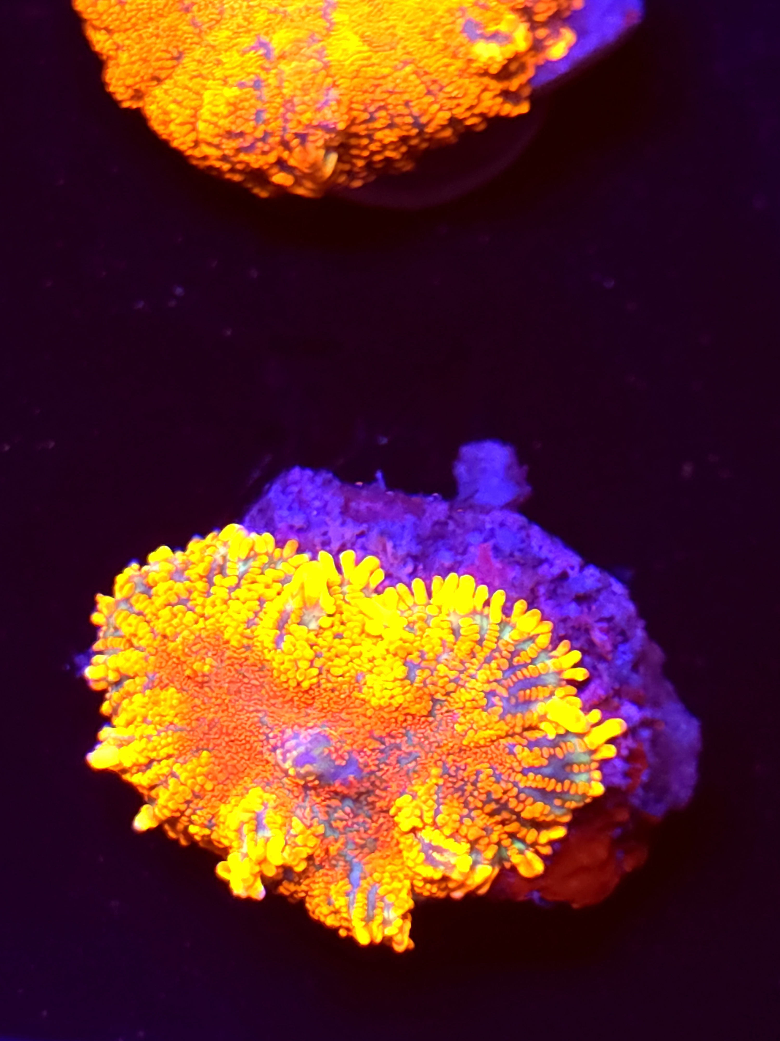 SBB "No Name" Mushroom Medium