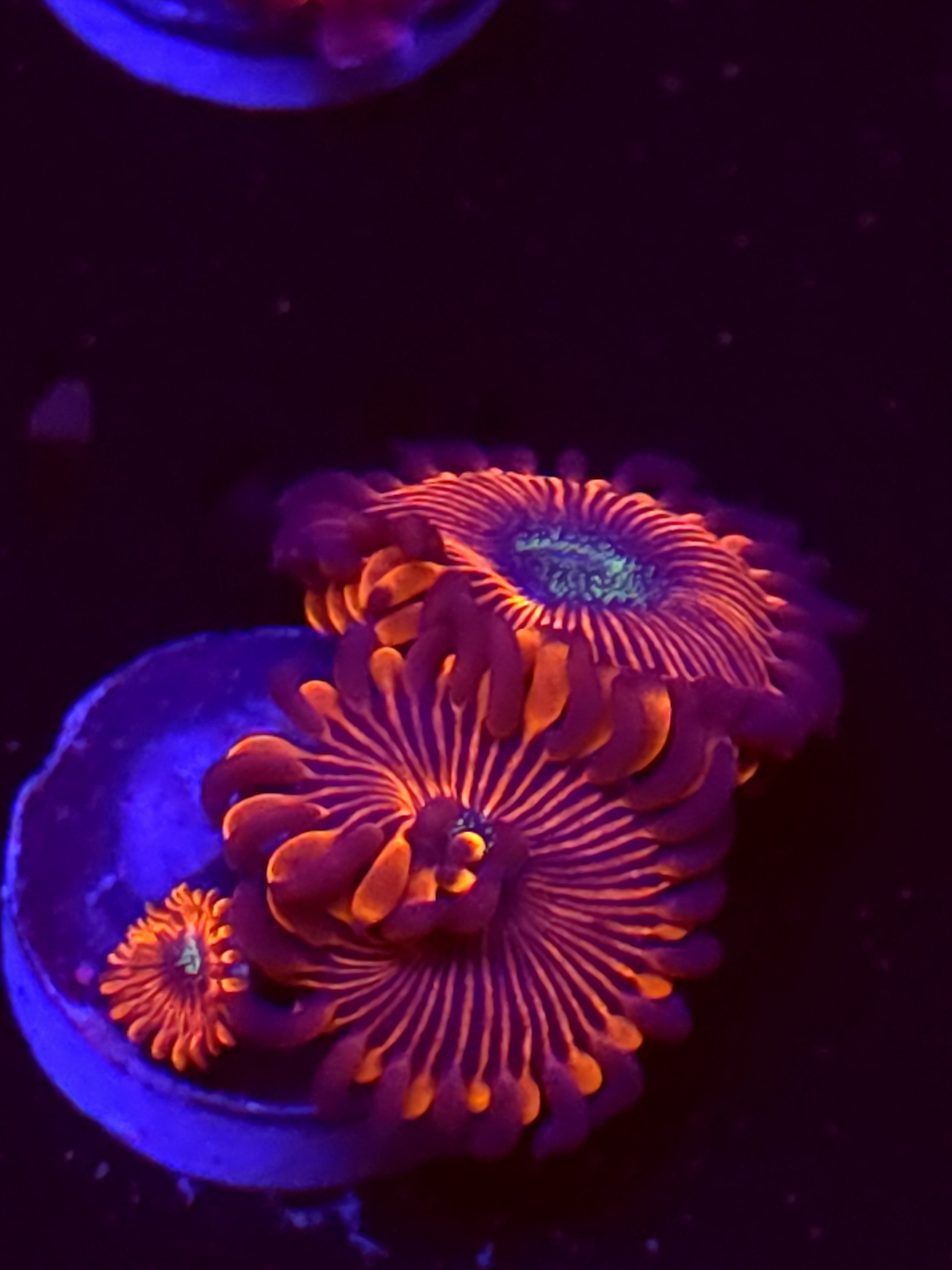 SBB "Lemon Lime" Zoa 3 Polyps