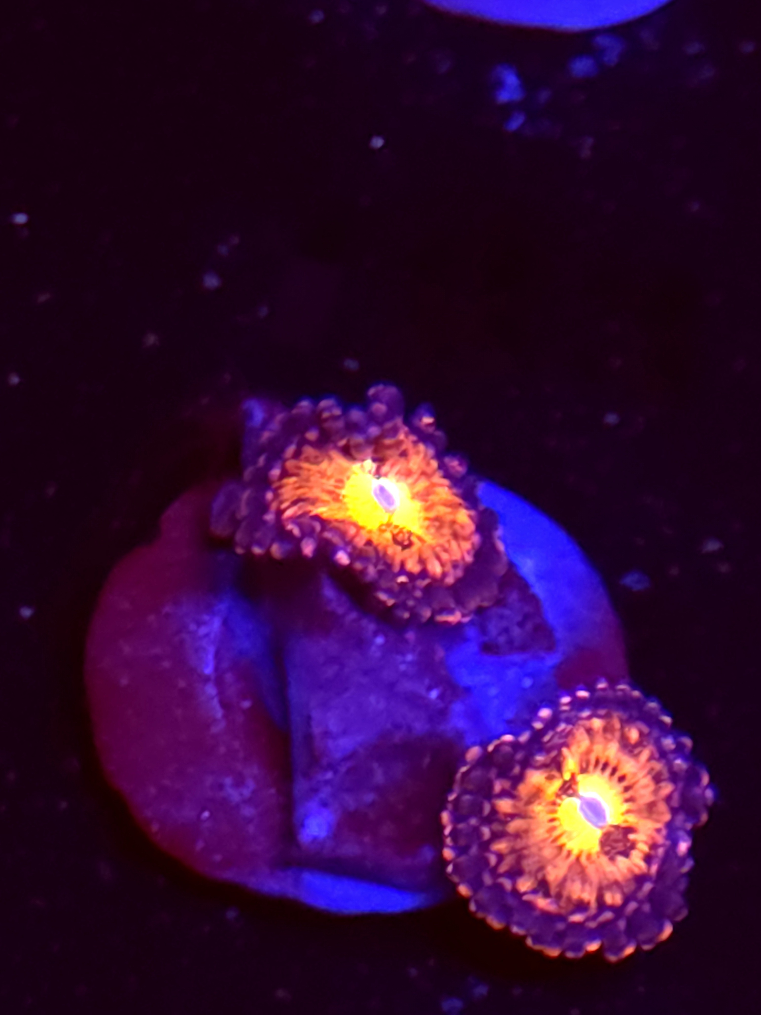 SBB "No Name" Zoa 2 Polyps