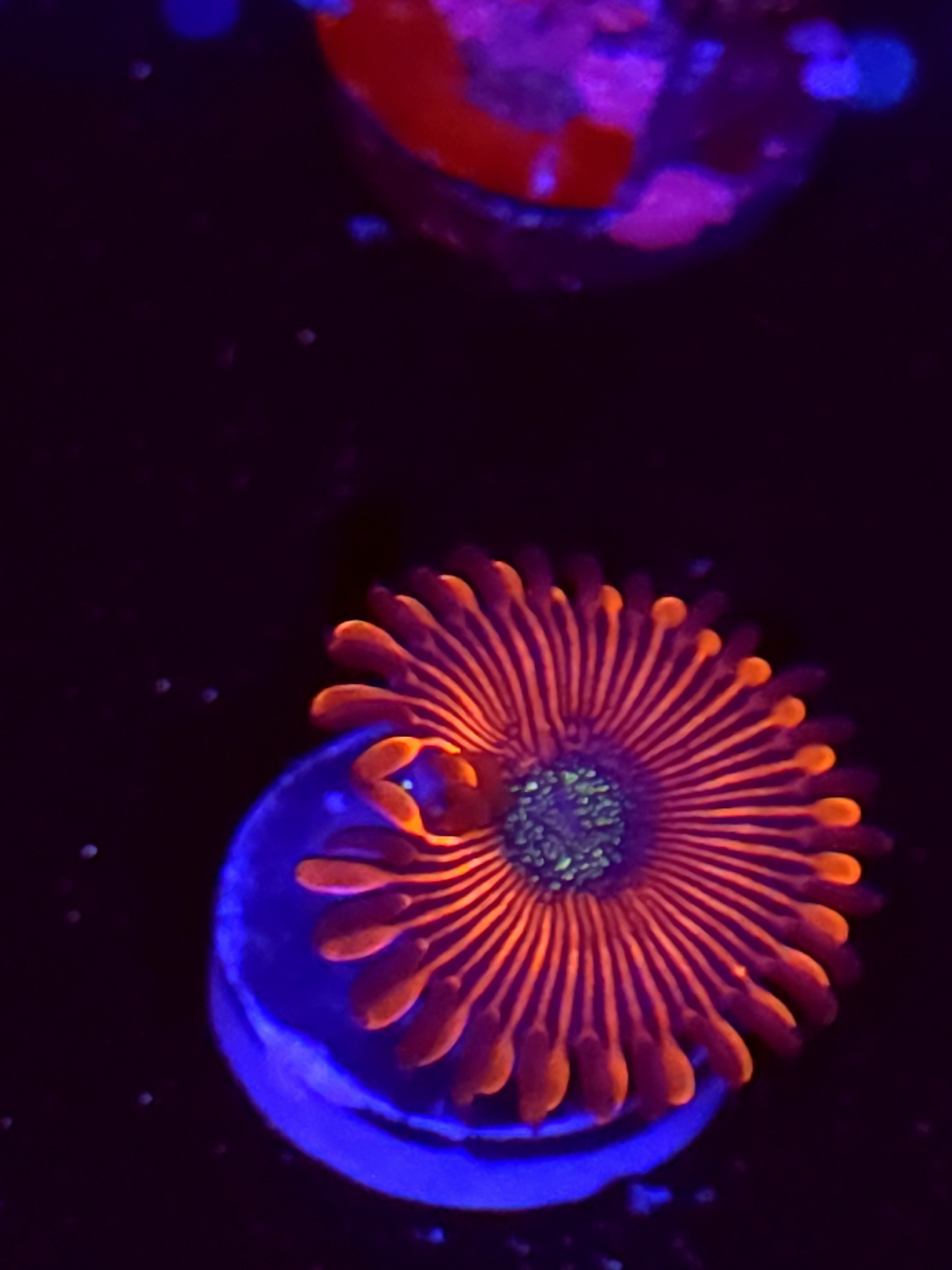 SBB "Lemon Lime" Zoa 1 Polyp