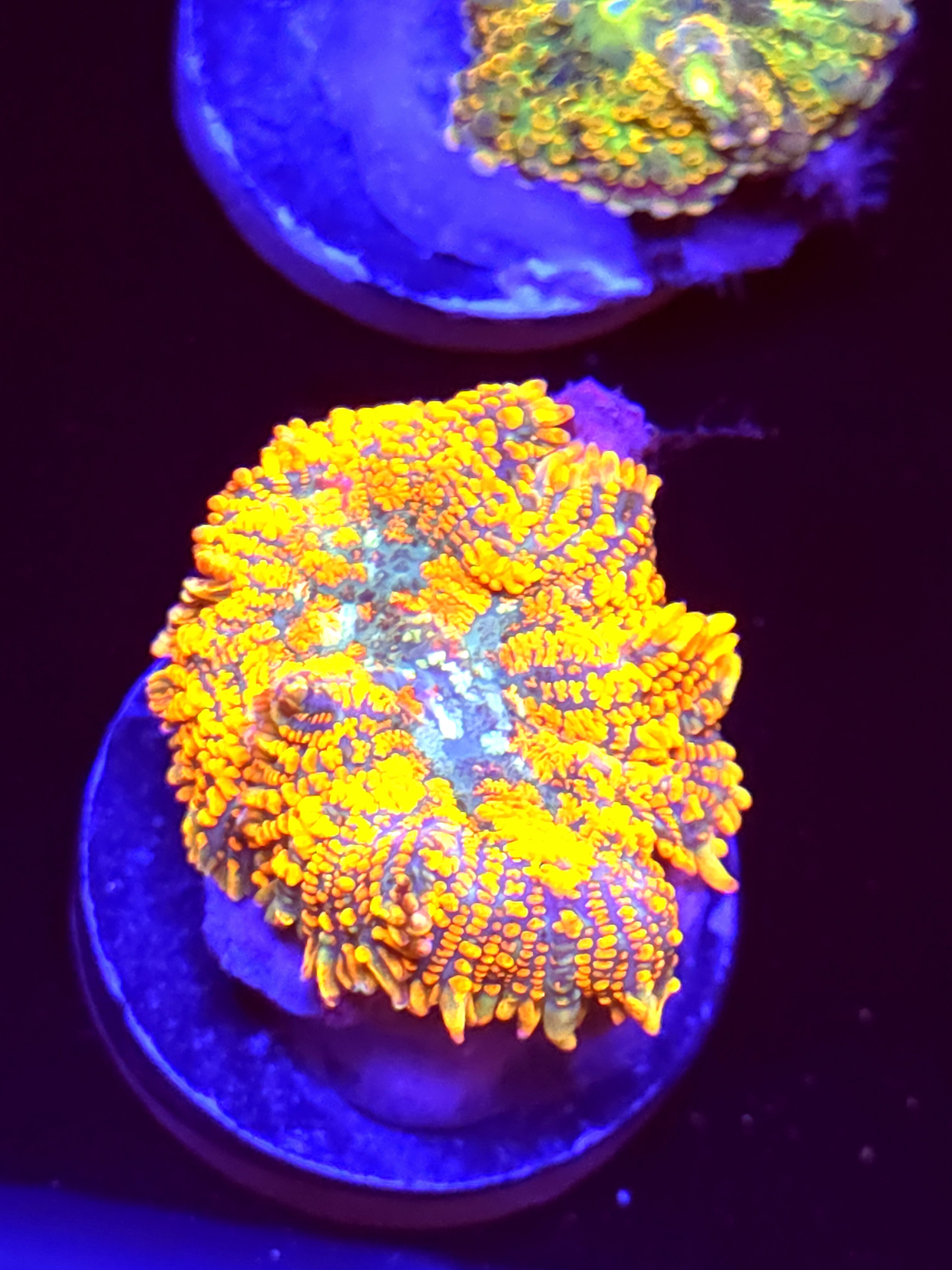 SBB "No Name" Mushroom Medium