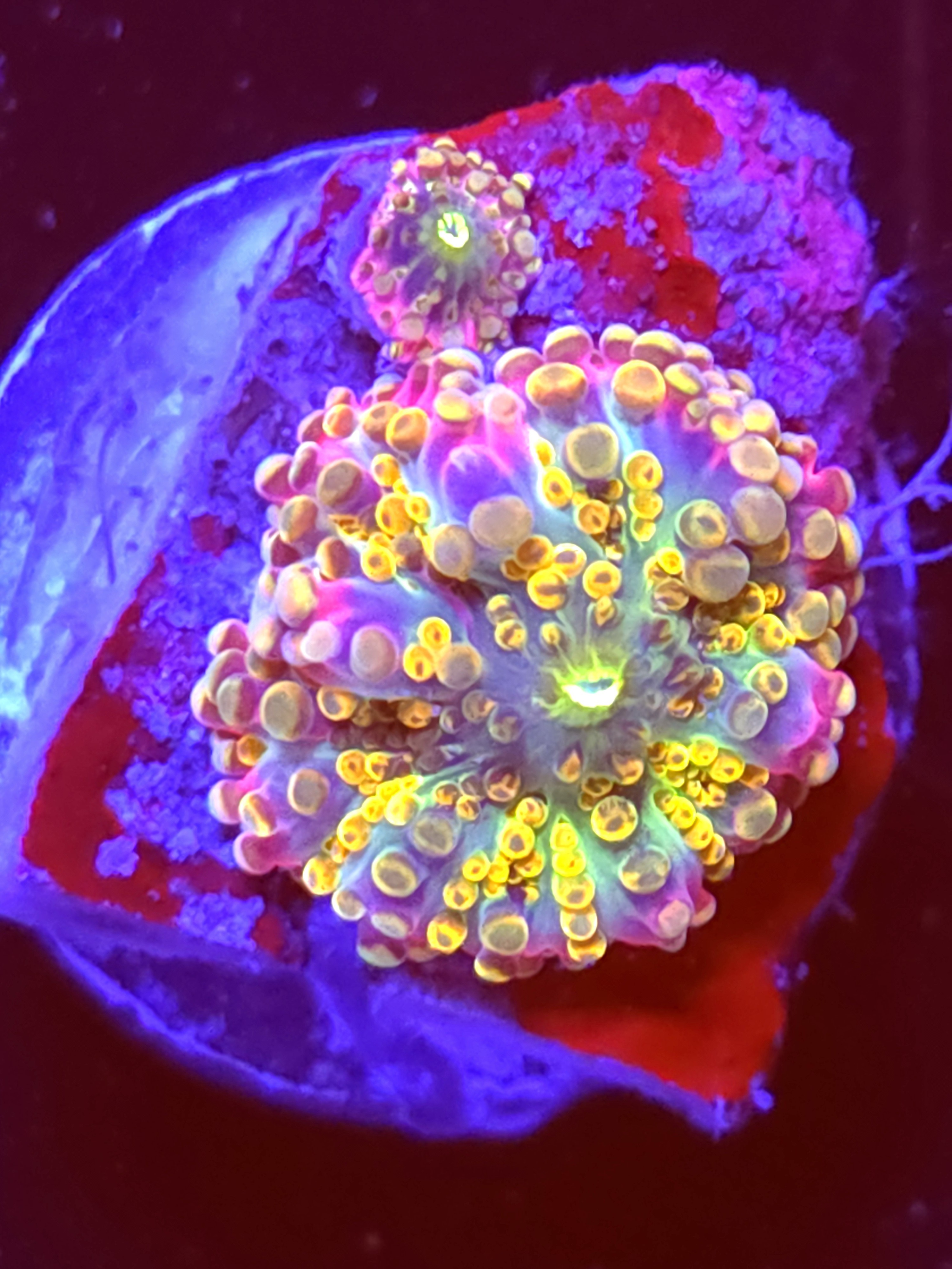 SBB "No Name" Mushroom Tiny