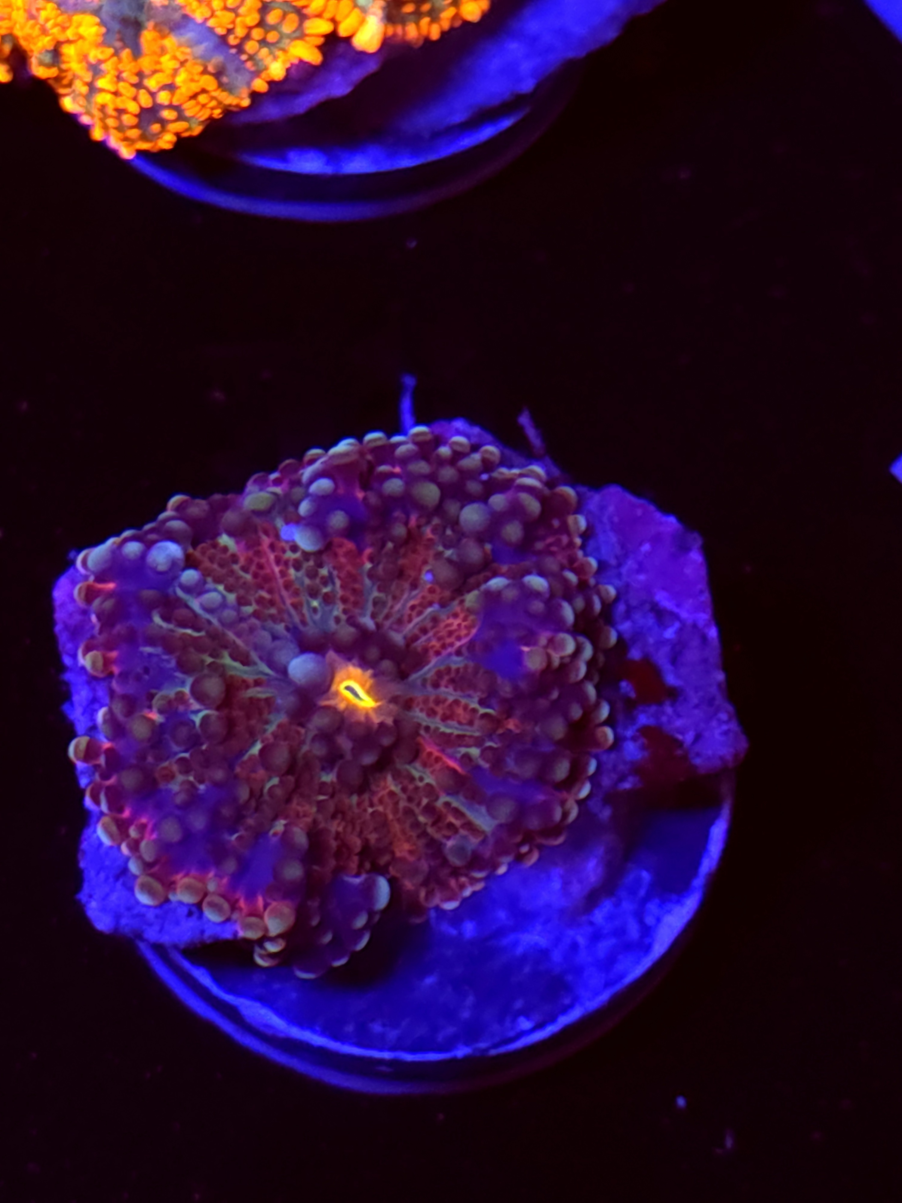 SBB "No Name" Mushroom Medium