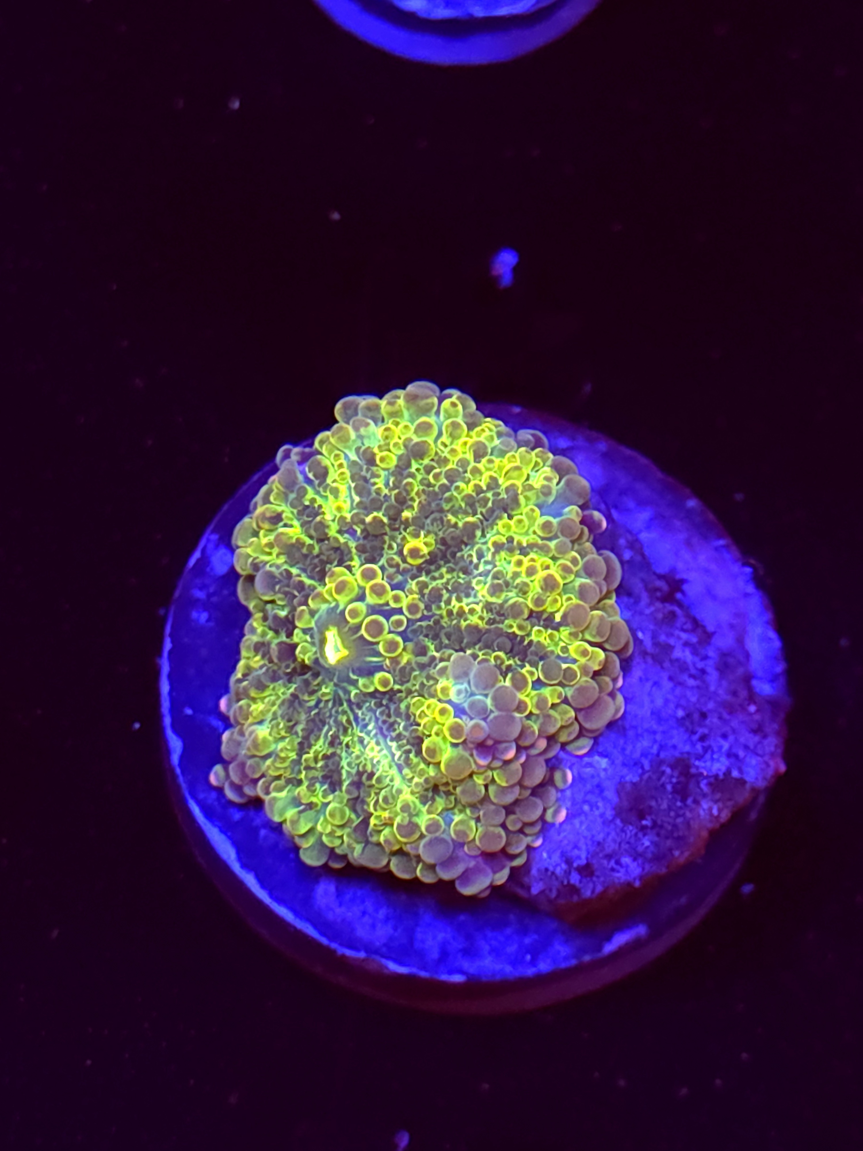 SBB "No Name" Mushroom Medium