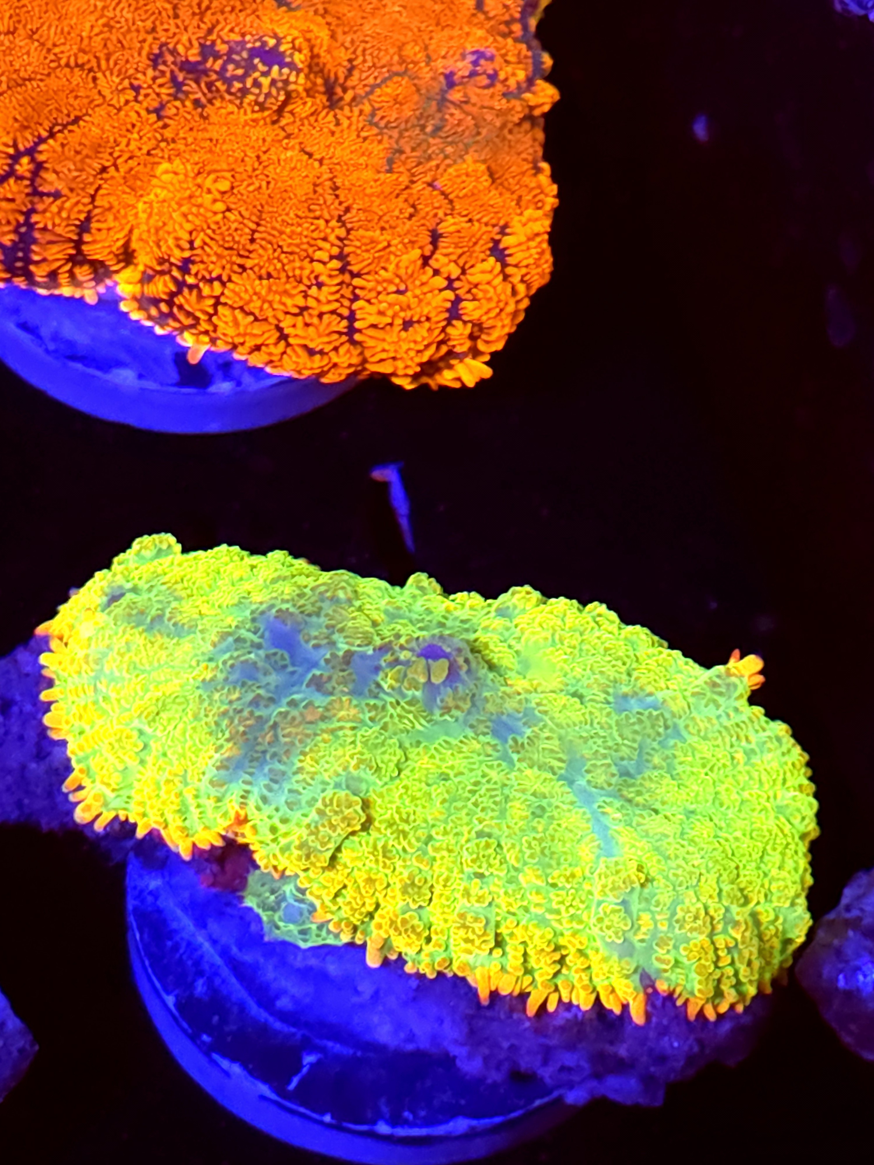 SBB "No Name" Mushroom Large