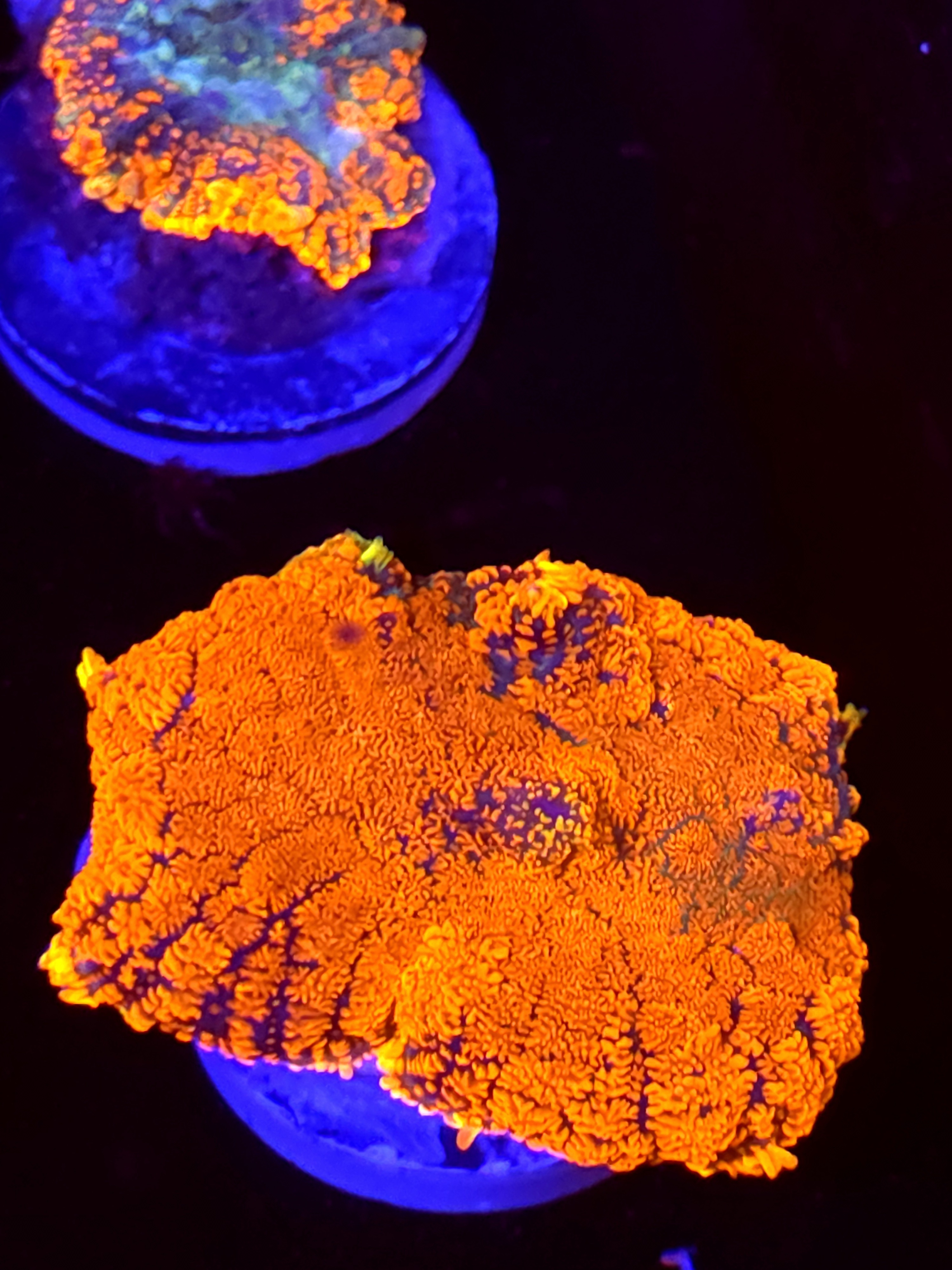 SBB "No Name" Mushroom Large