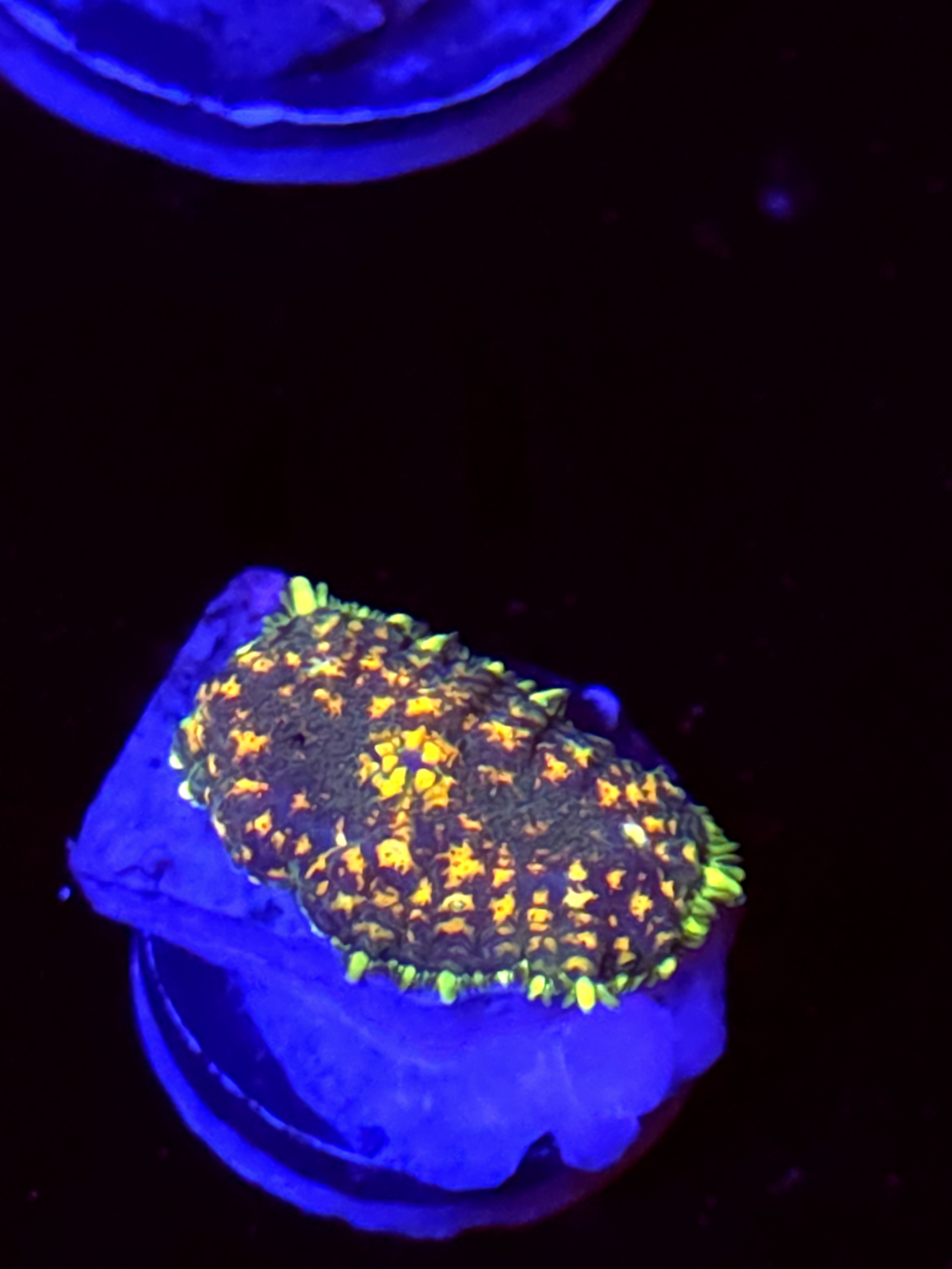 SBB "No Name" Mushroom Small