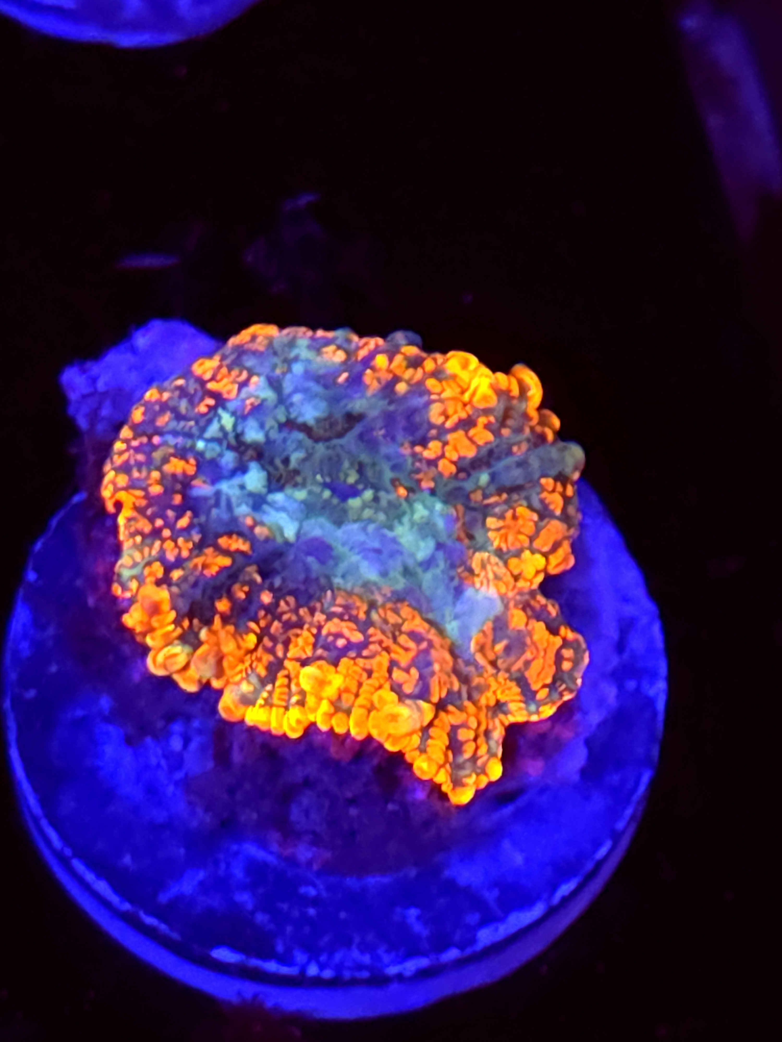 SBB "No Name" Mushroom Medium