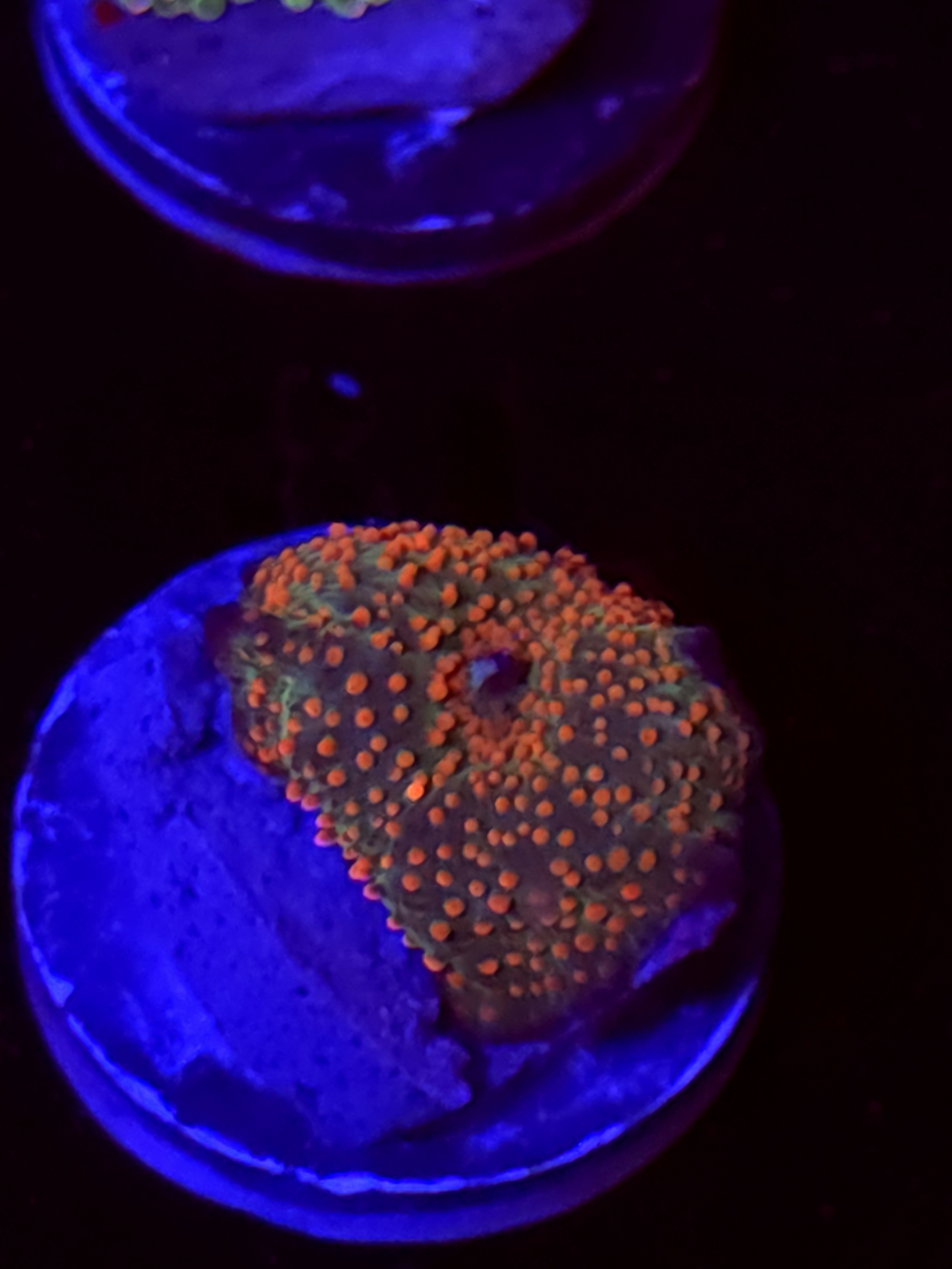 SBB "No Name" Mushroom Small