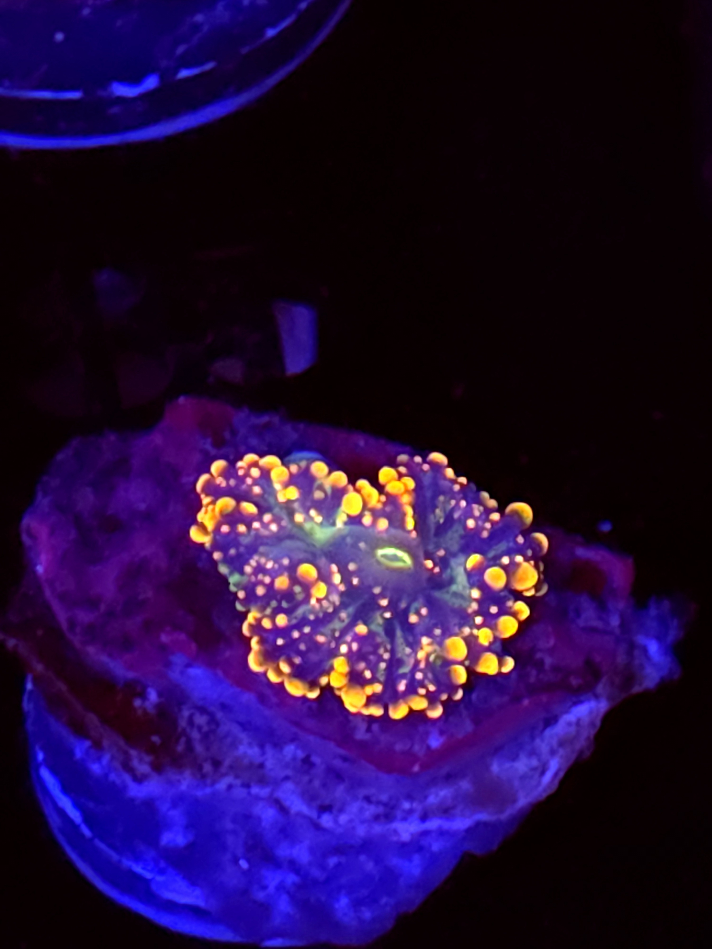 SBB "No Name" Mushroom Small