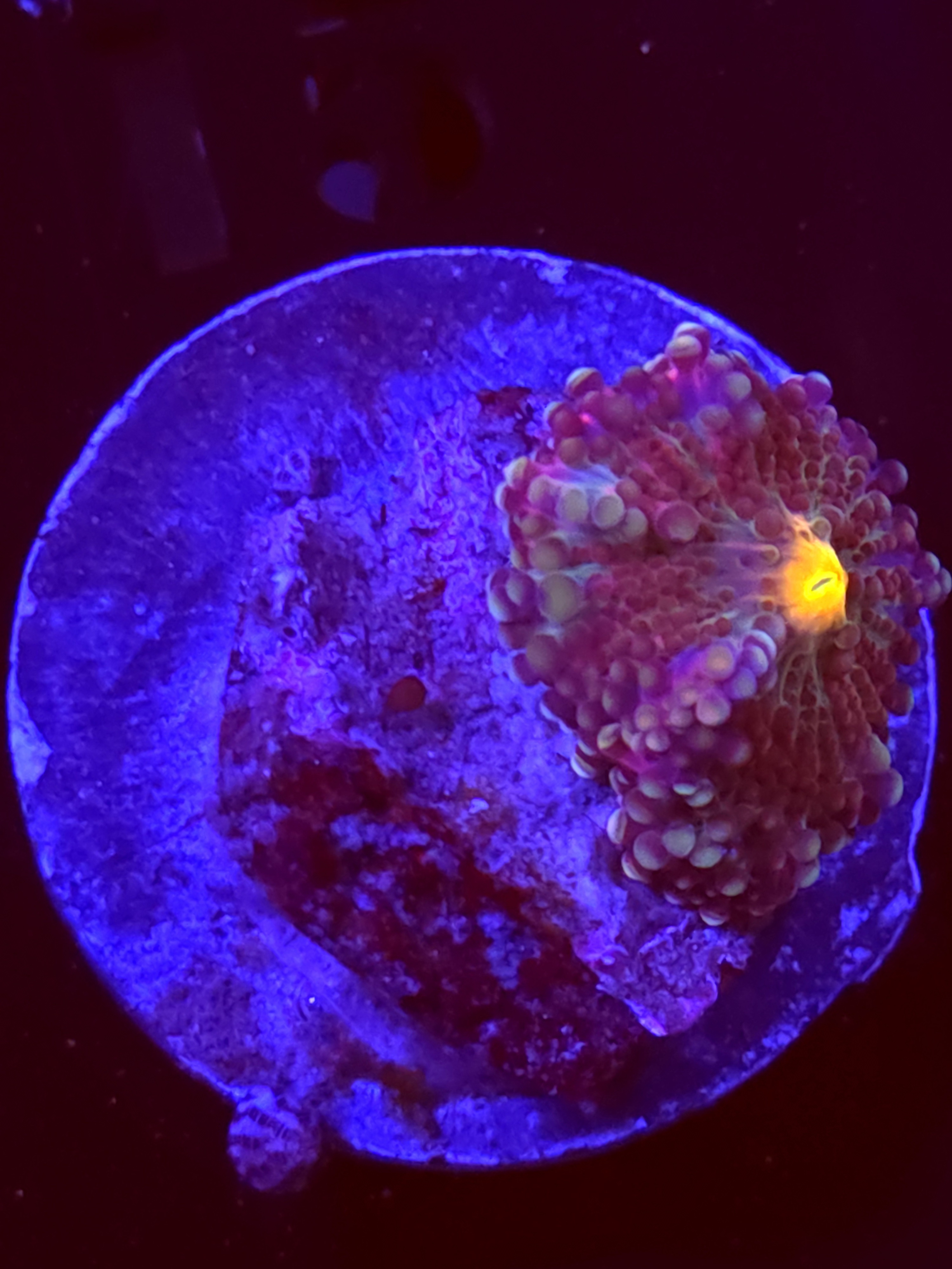 SBB "No Name" Mushroom Small