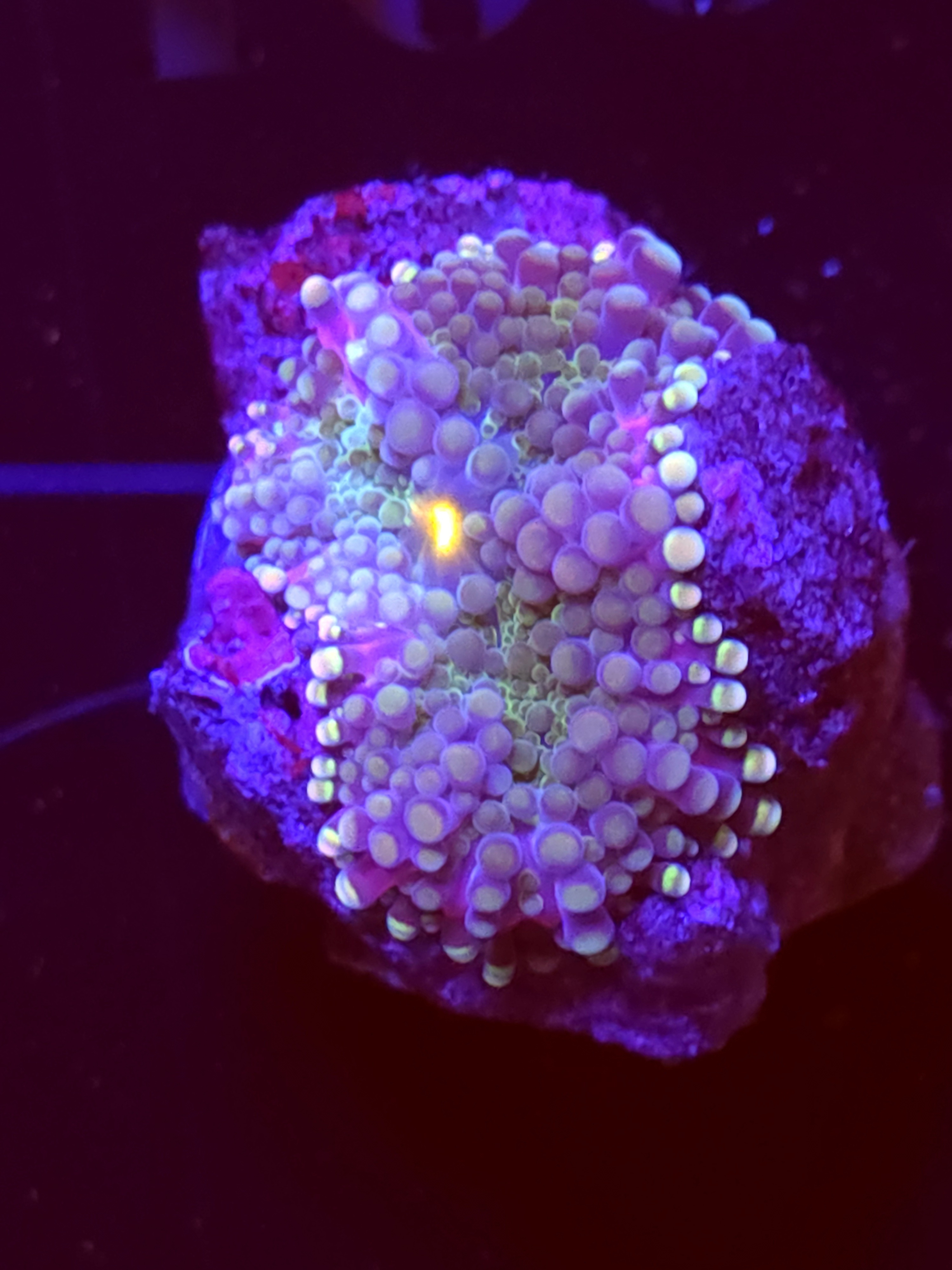 SBB "No Name" Mushroom Small