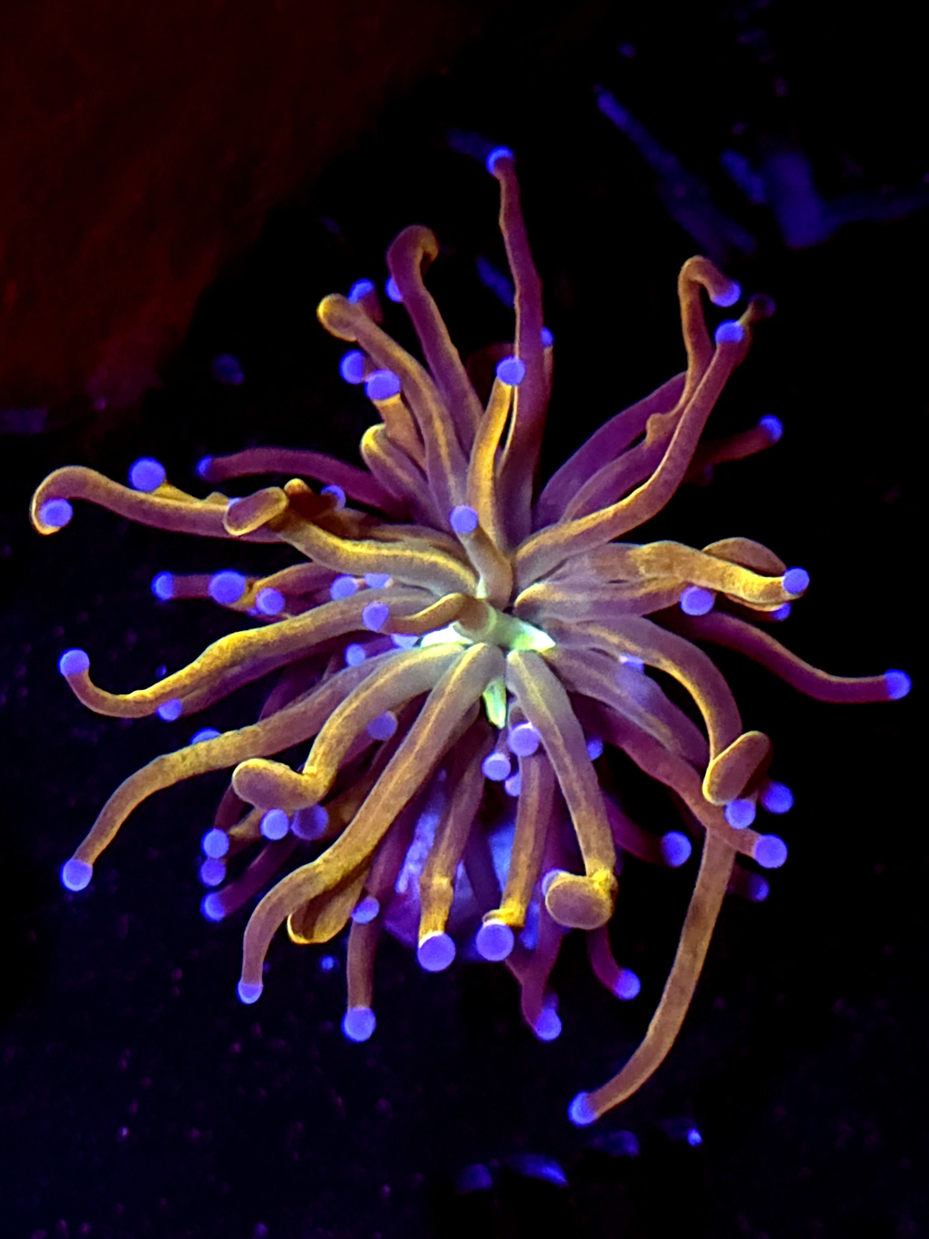 SBB " new York Nicks' Torch