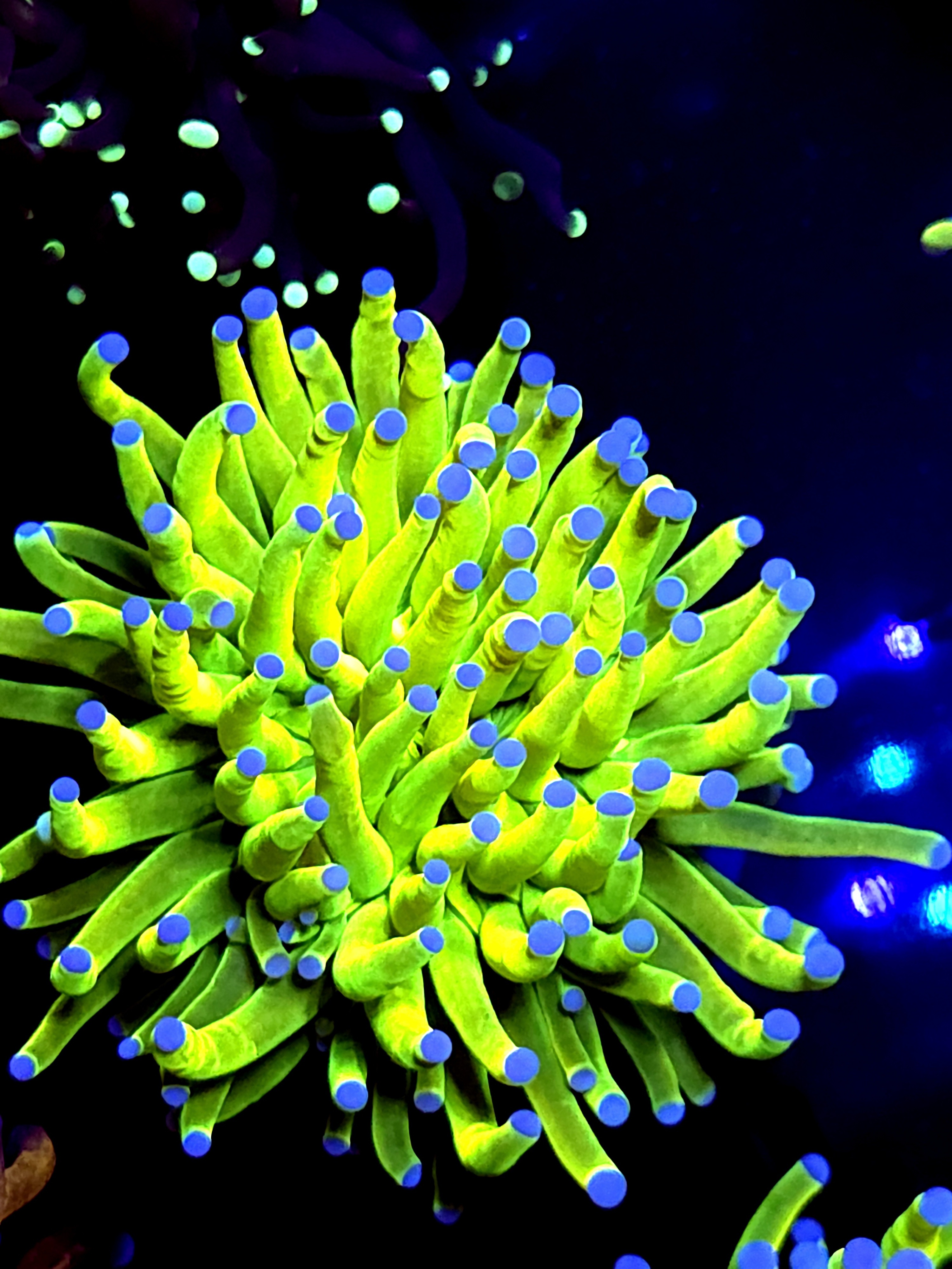 SBB "Bright AF" holy Grail