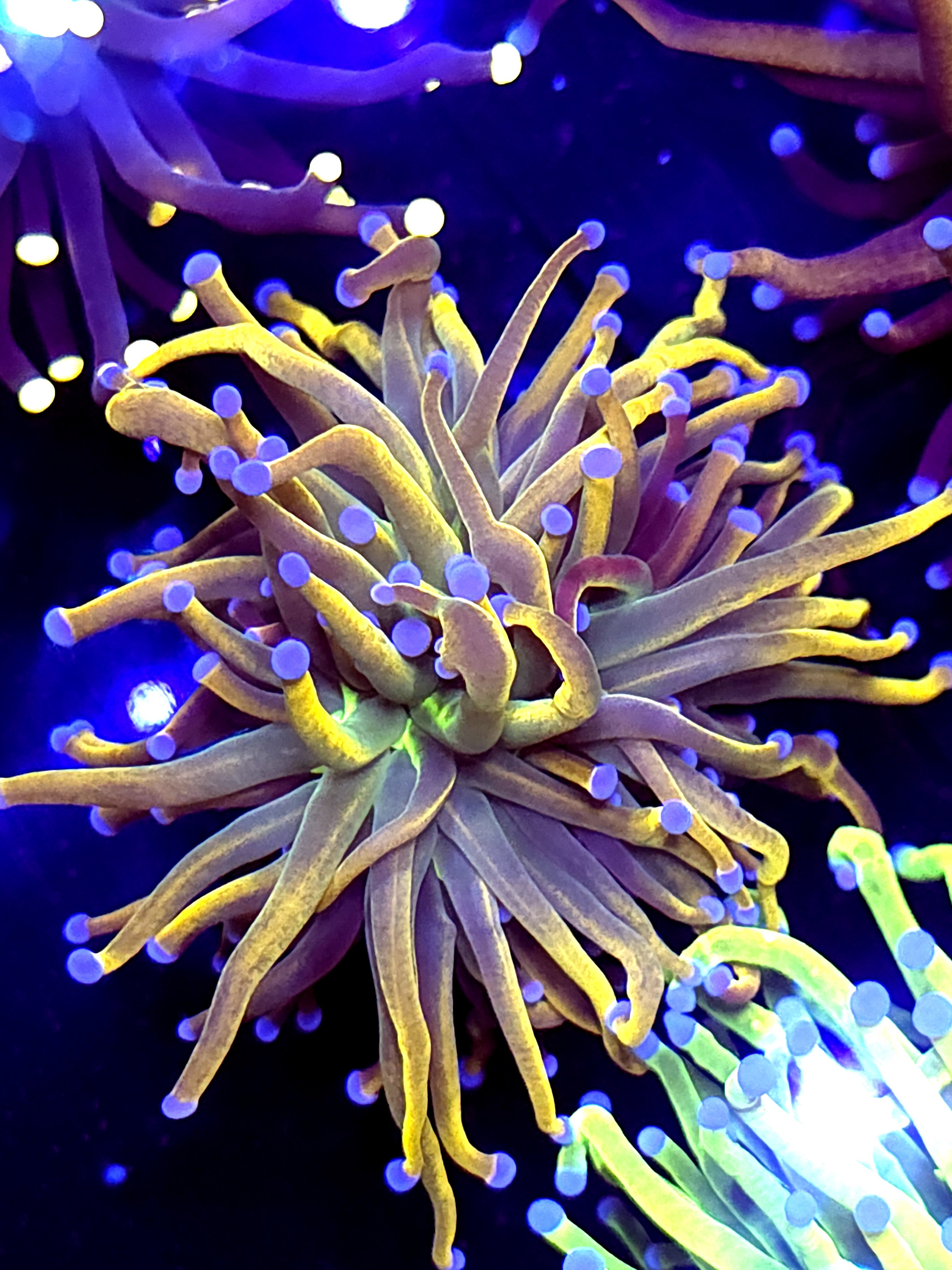 SBB " GoldPool' Torch