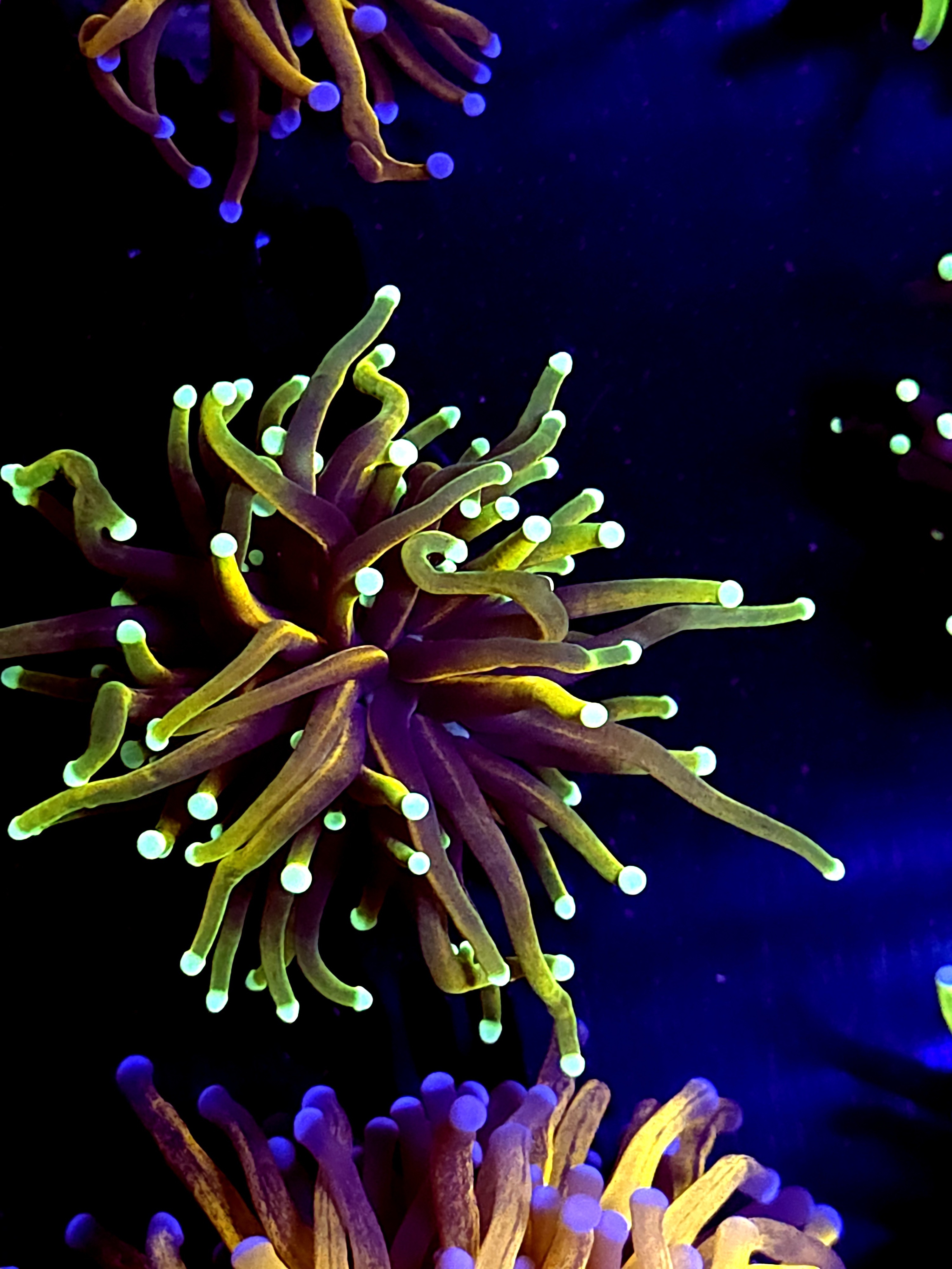 SBB " Dragon Soul" Torch