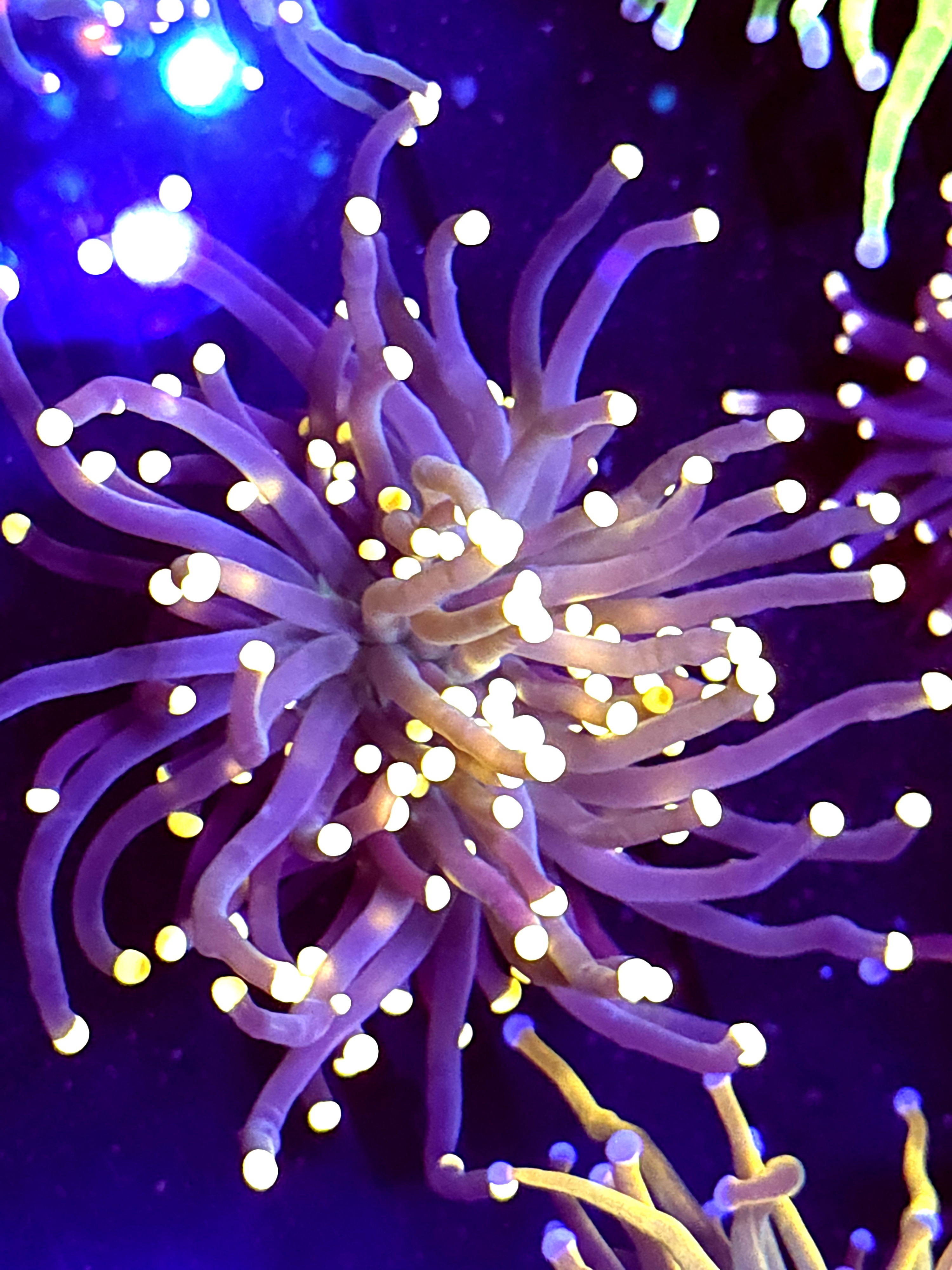 SBB"Black Panther' Torch