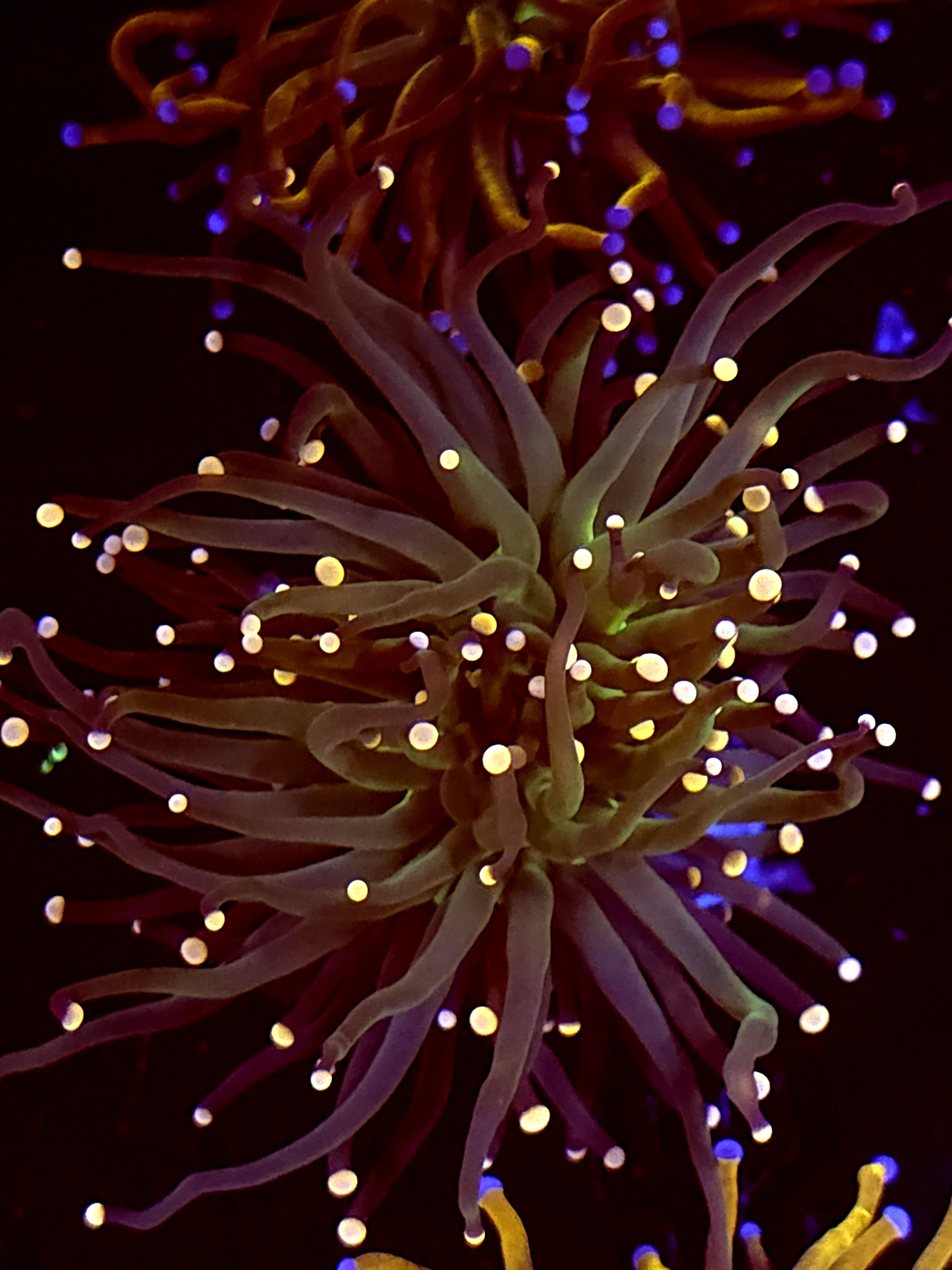 SBB " Keroppi' torch