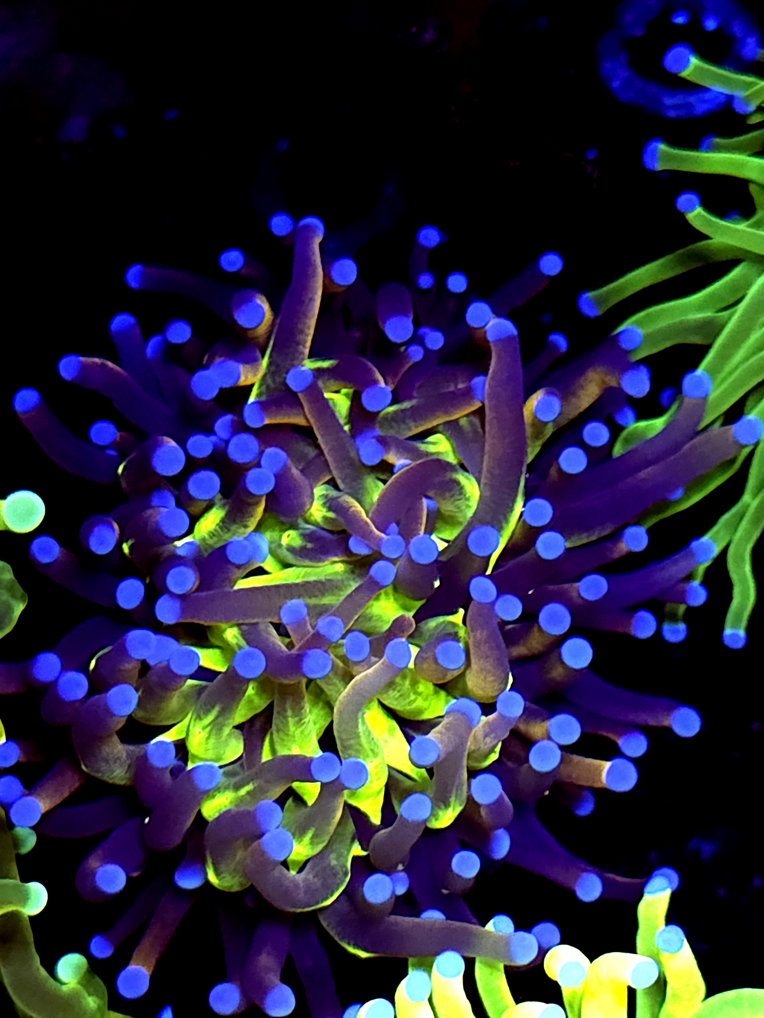 SBB " Ghost Busters" Torch