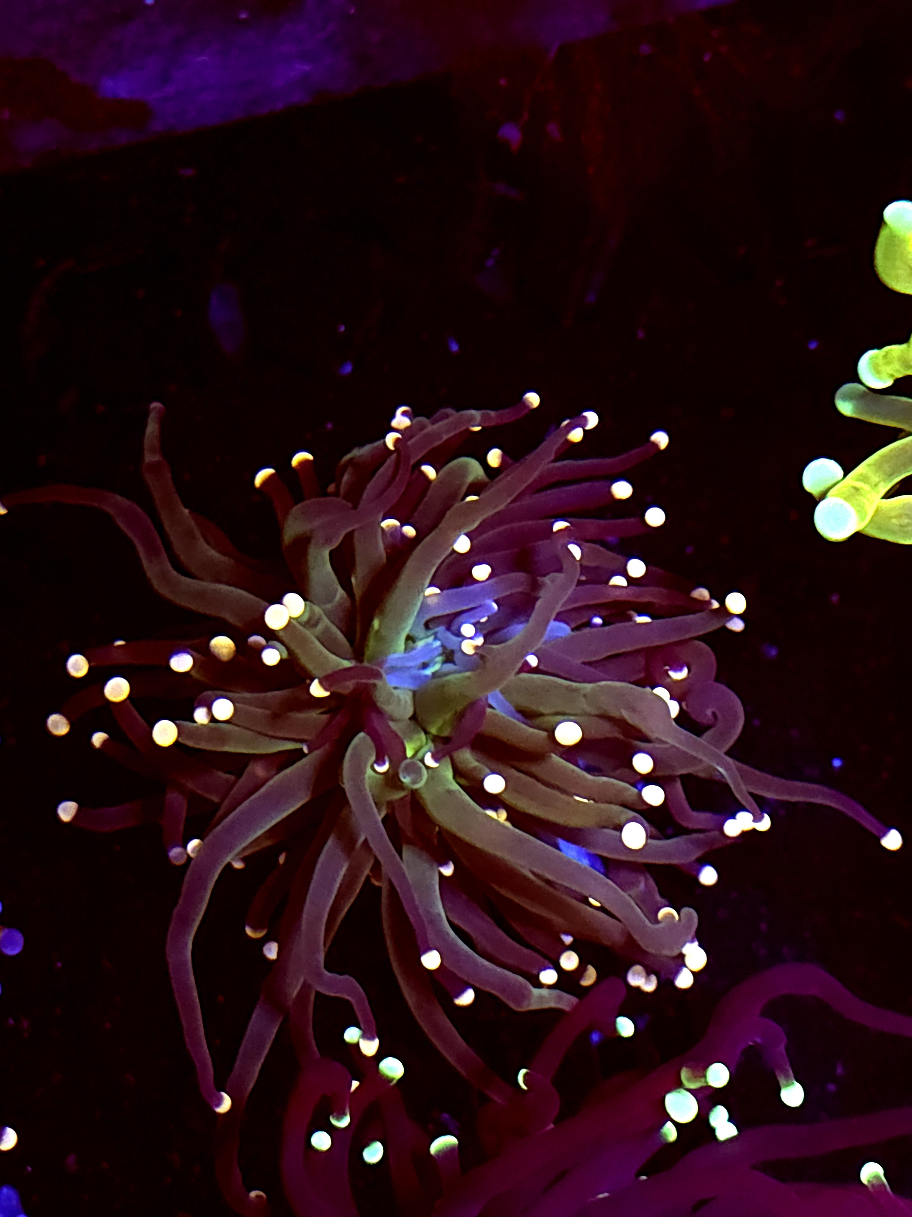 SBB Indo green Torch