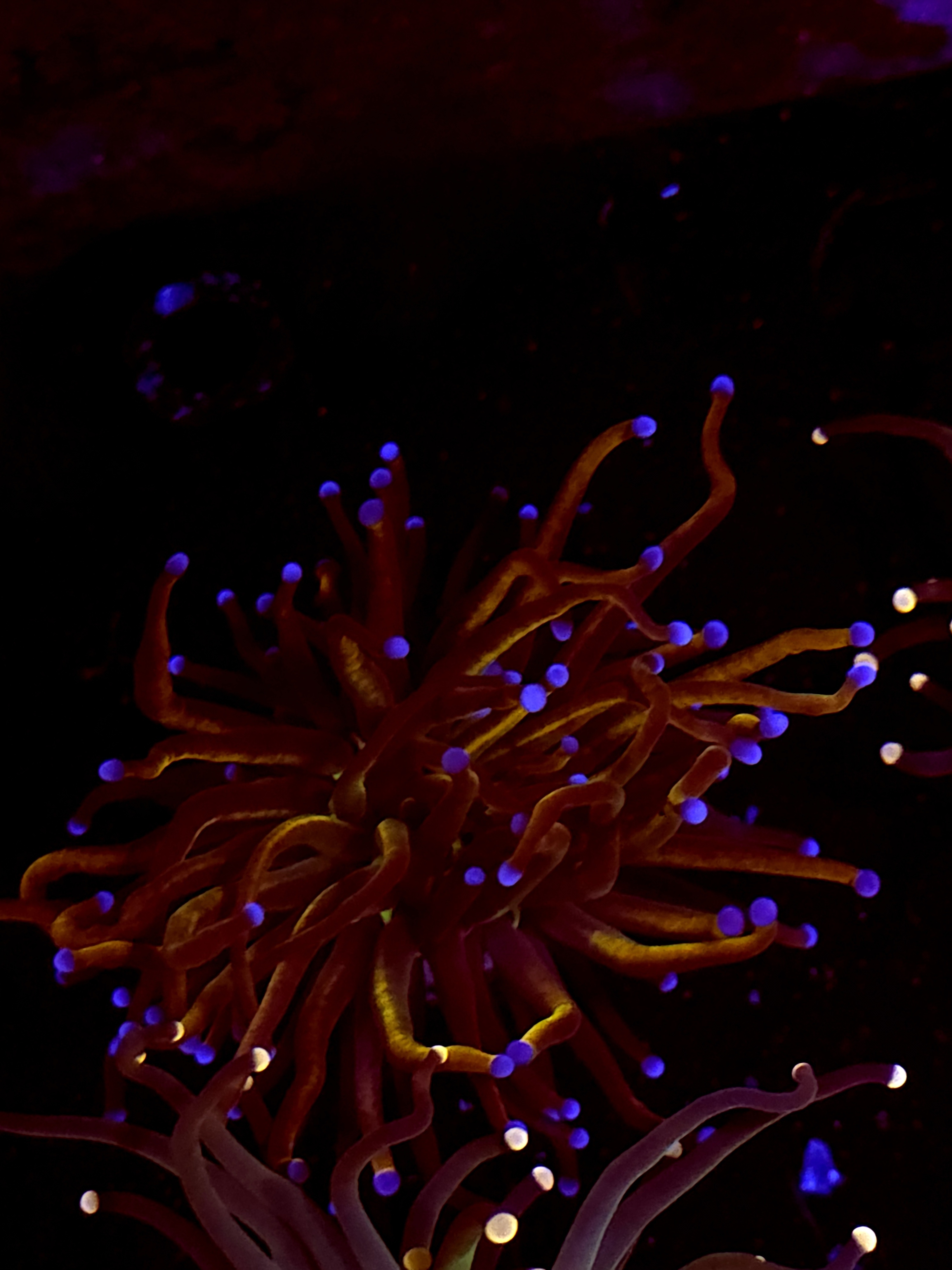 SBB New York Nicks Torch