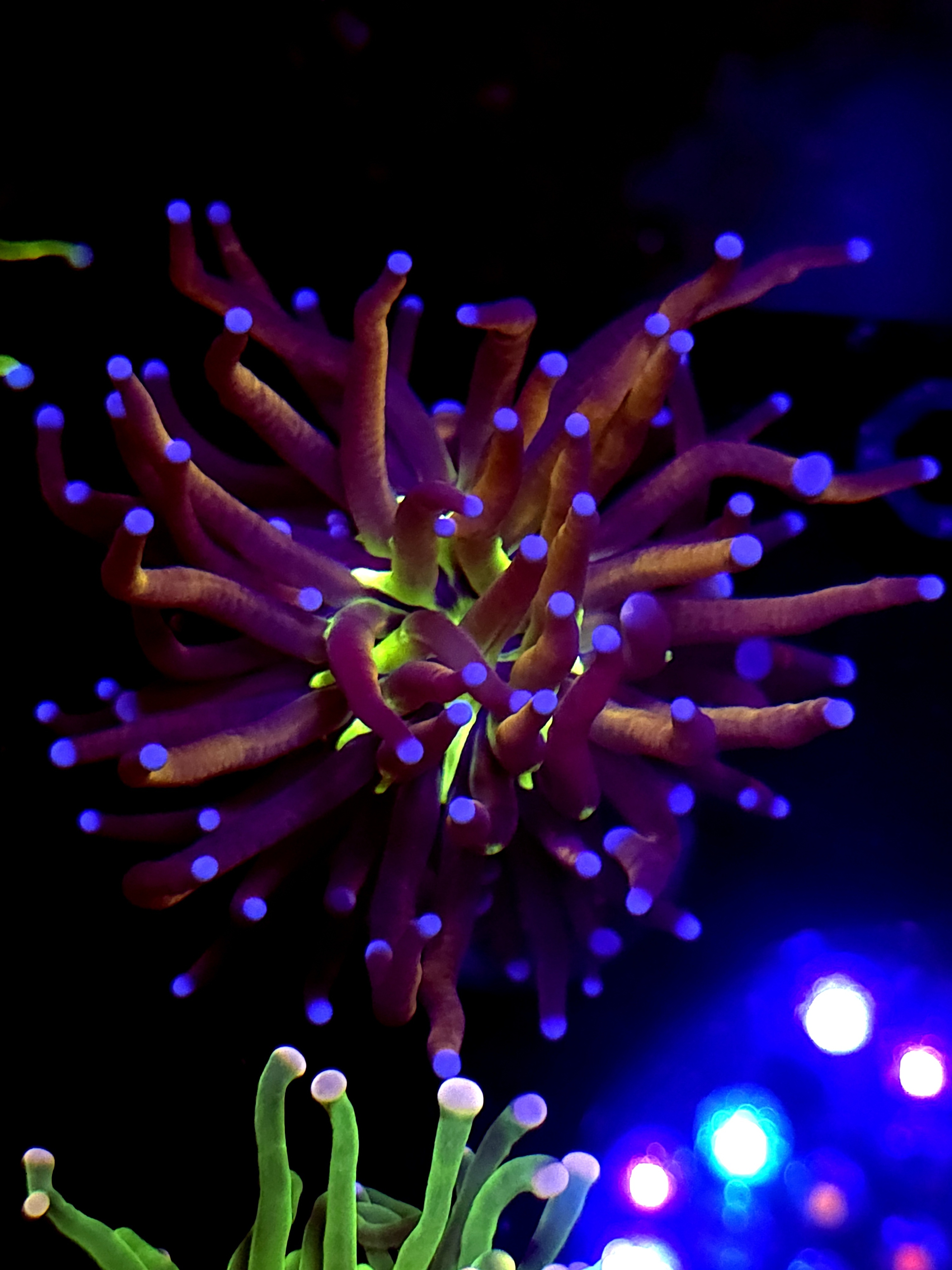 SBB " Ghost Busters" Torch