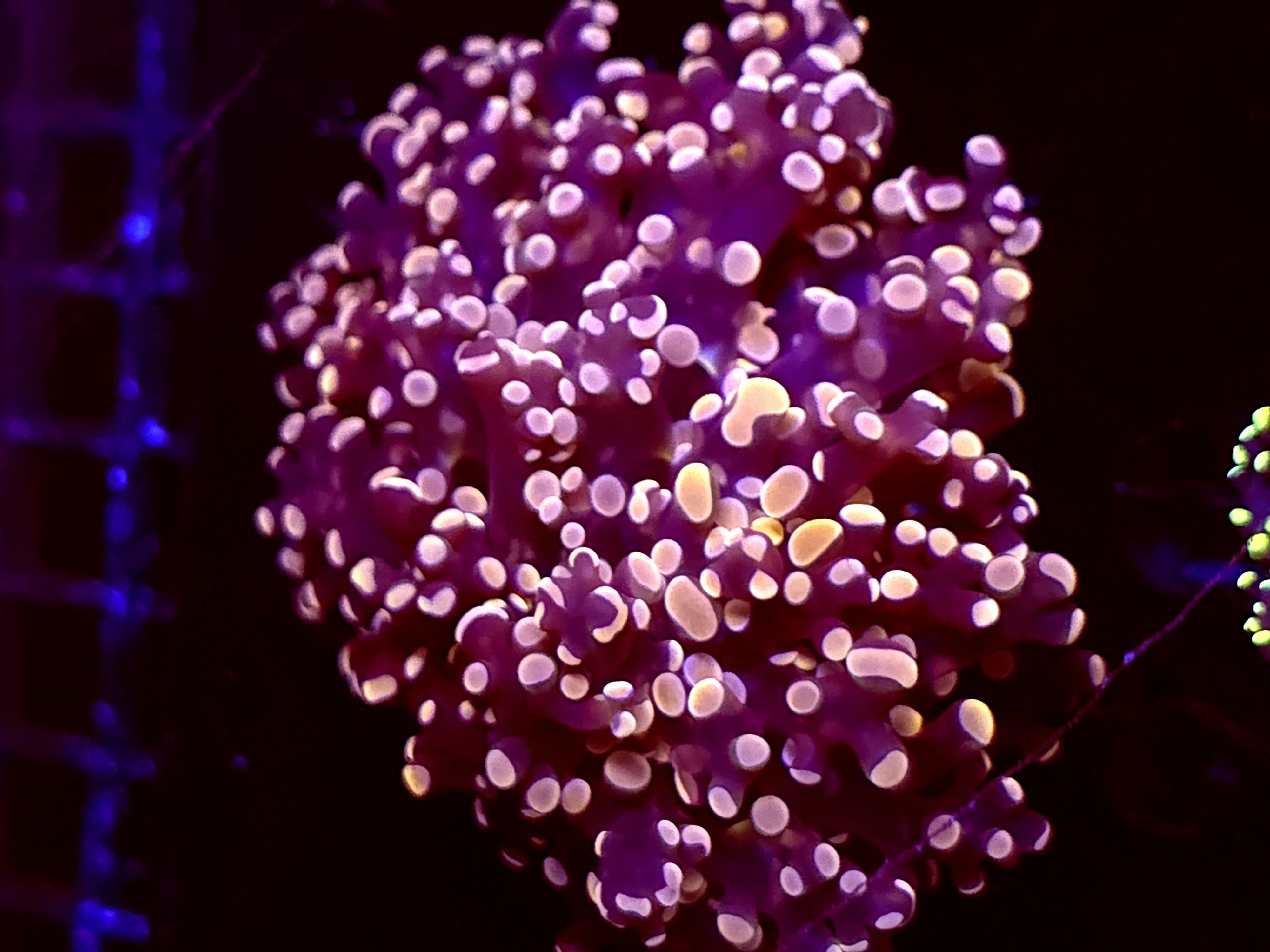 SBB " Lavendor Breeze" Frogspawn