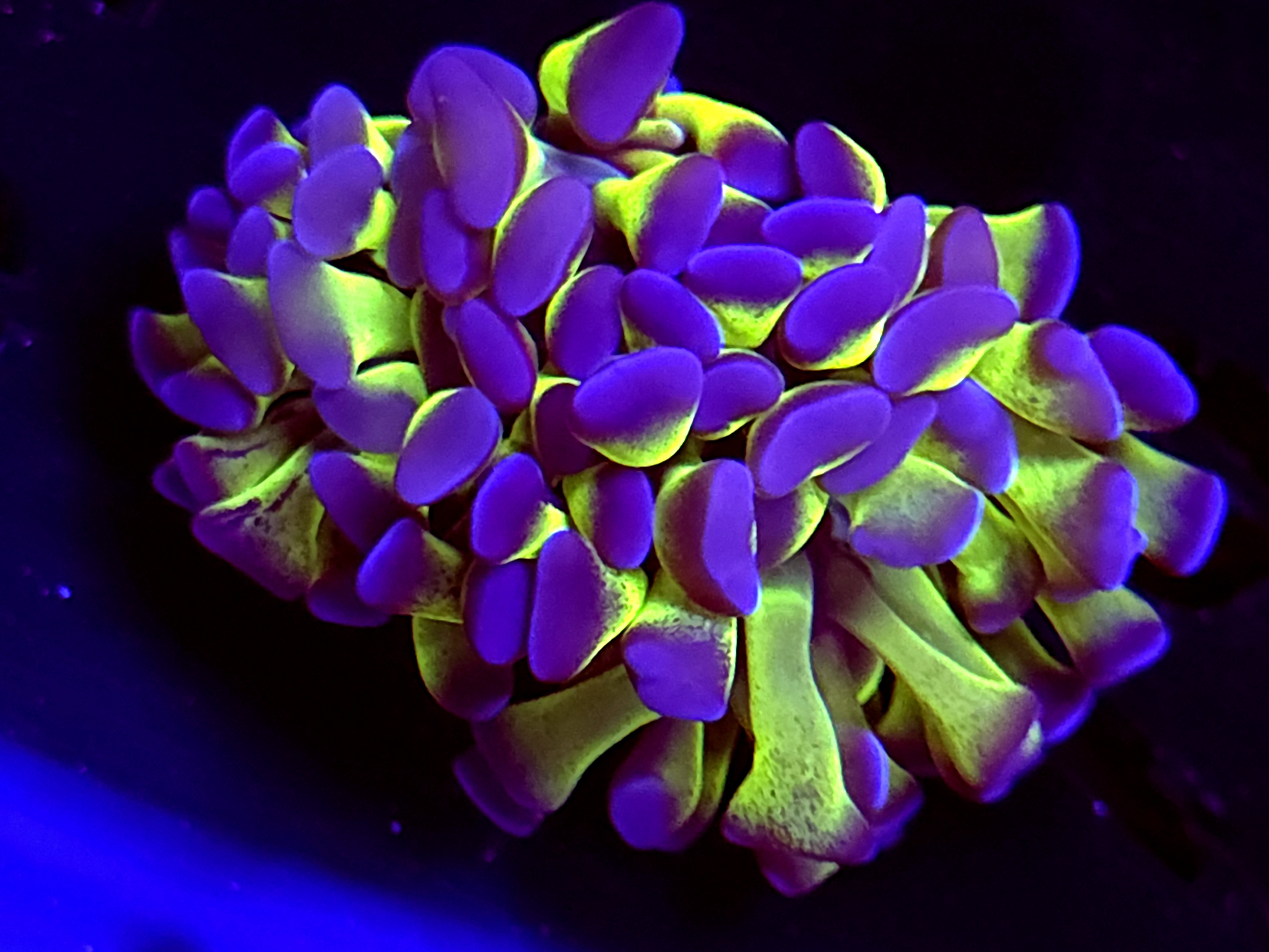 SBB " Blue Tip Green Stem" Hammer