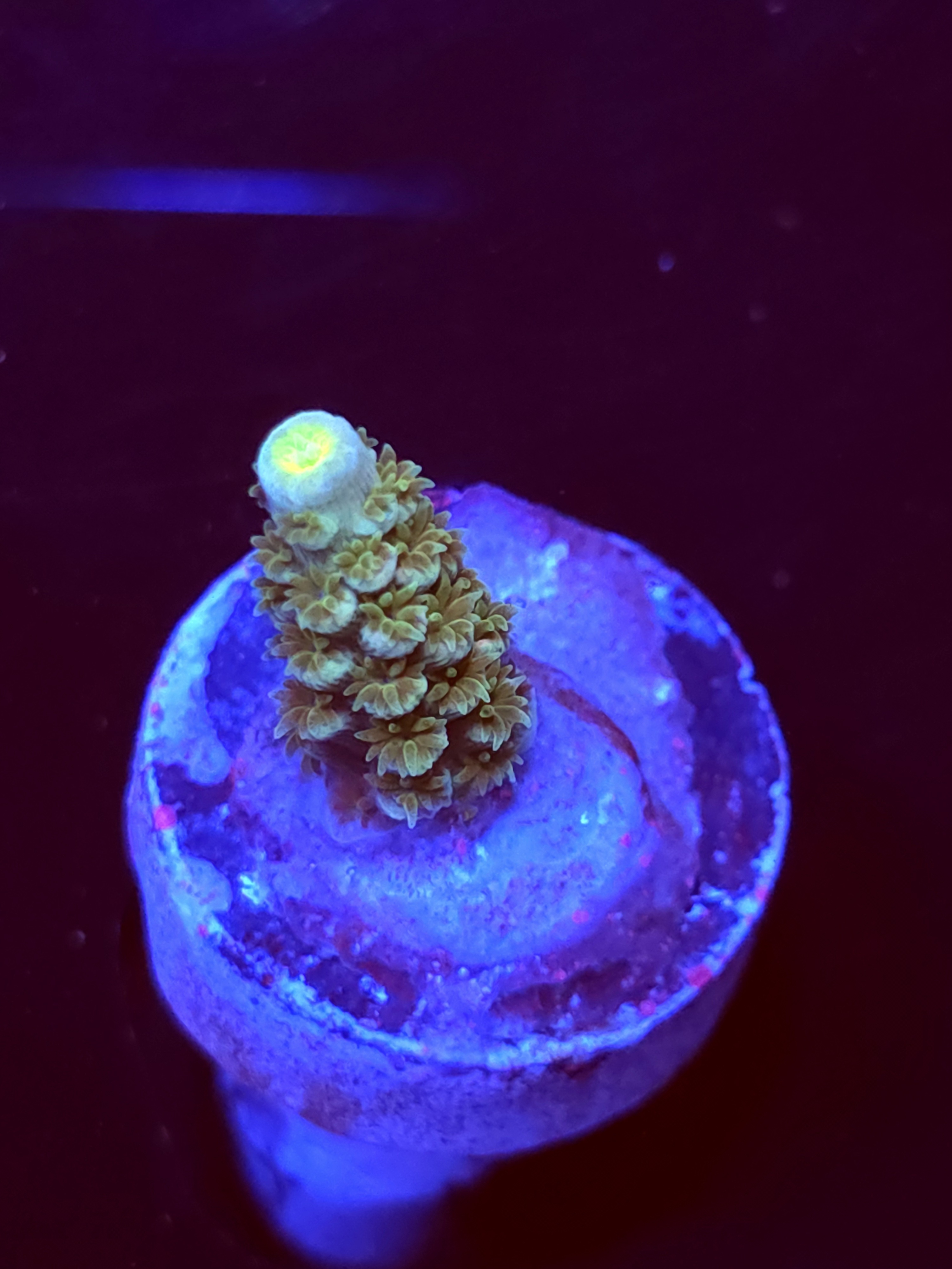 SBB "Light Bright" Acro Small Branch