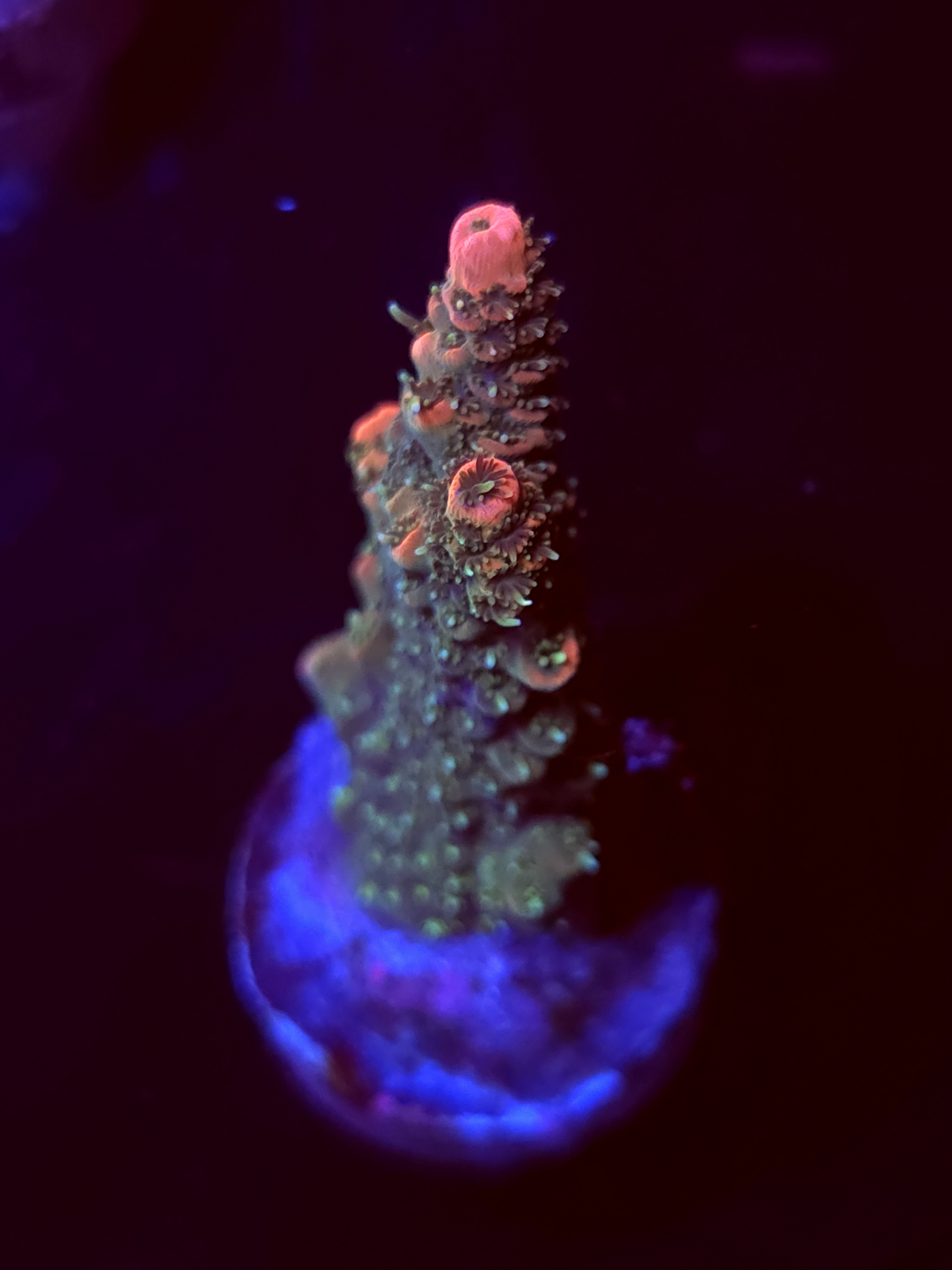 SBB "Fire Fly" Acro Medium Branch