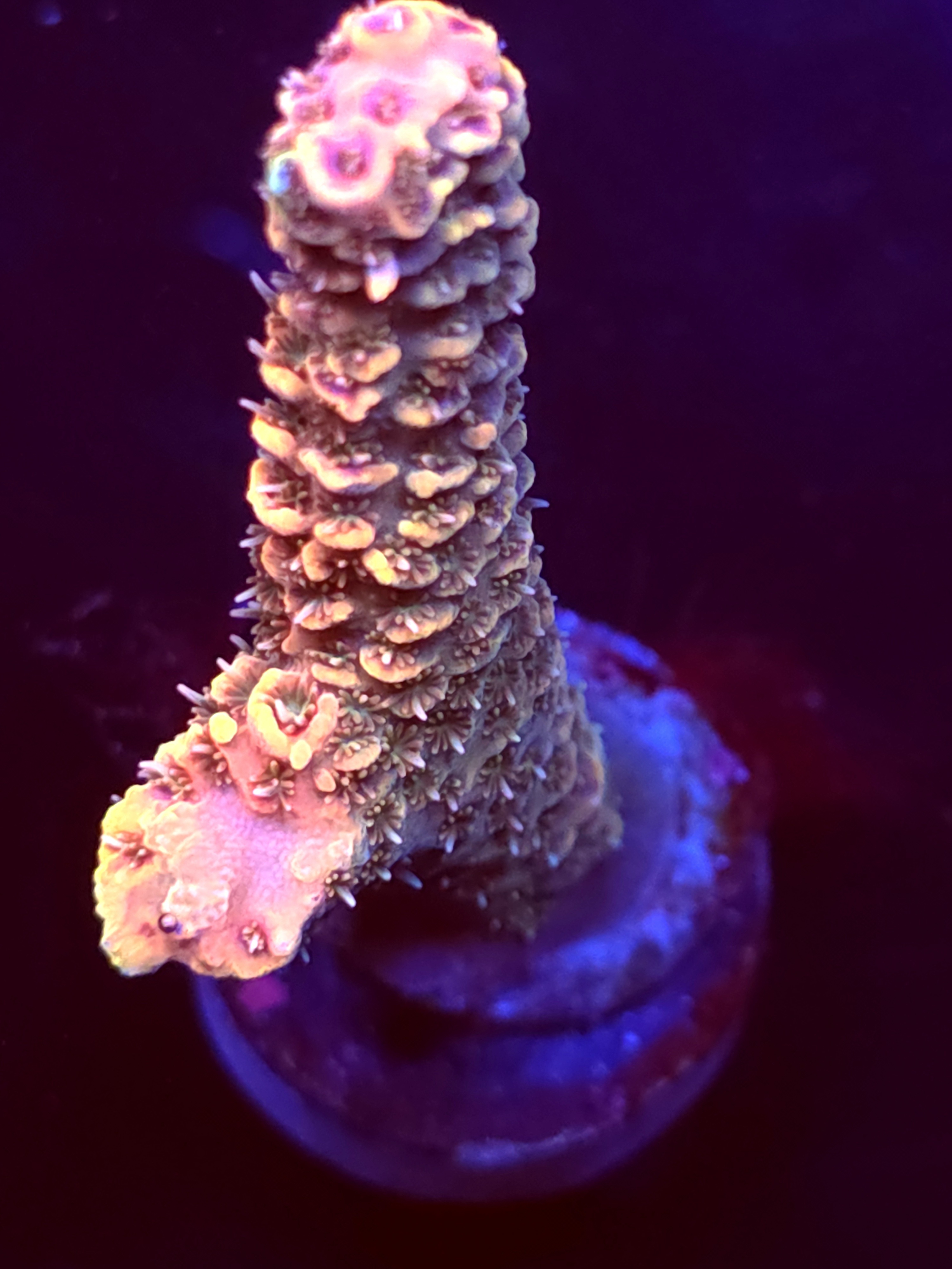 SBB "Frozen Flame" Acro Large Branch