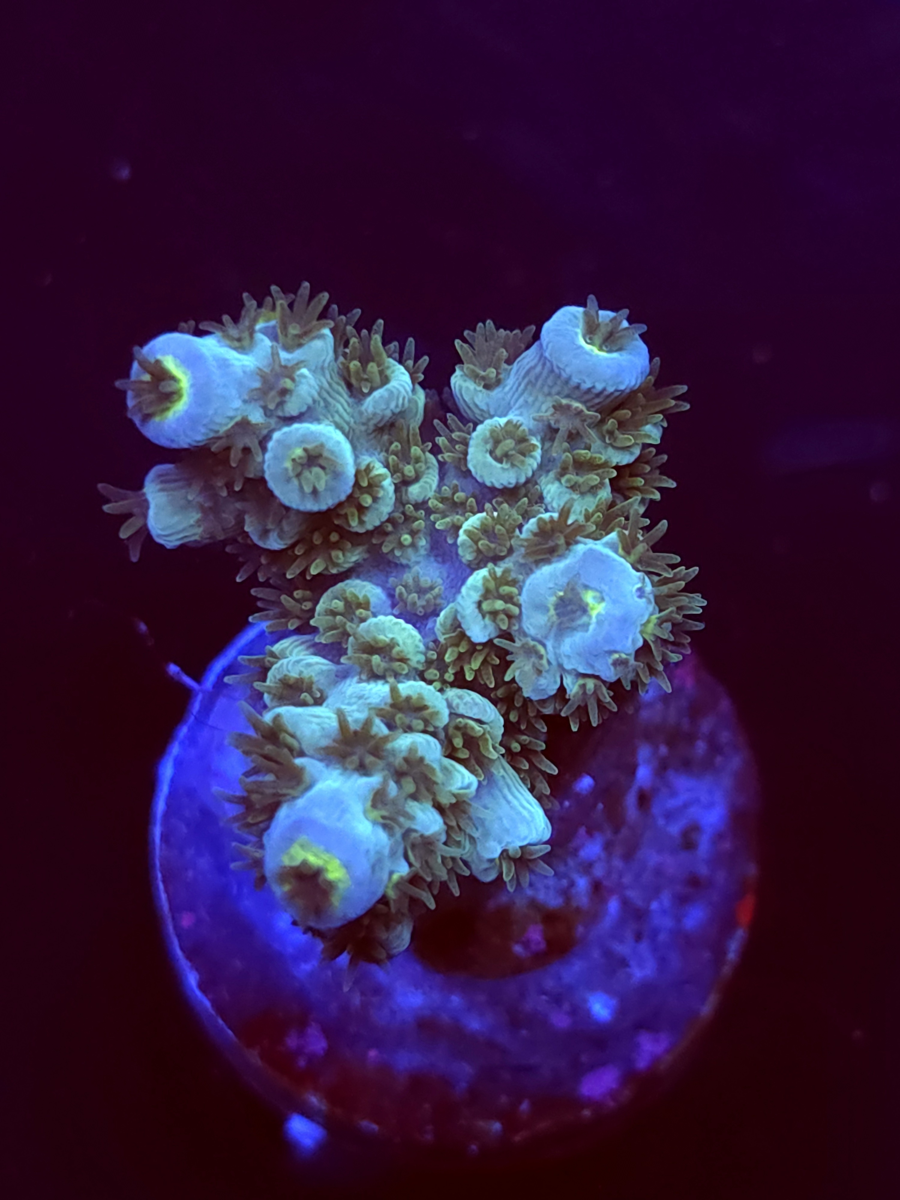 SBB "Color Burst" Acro Small 3 Branch