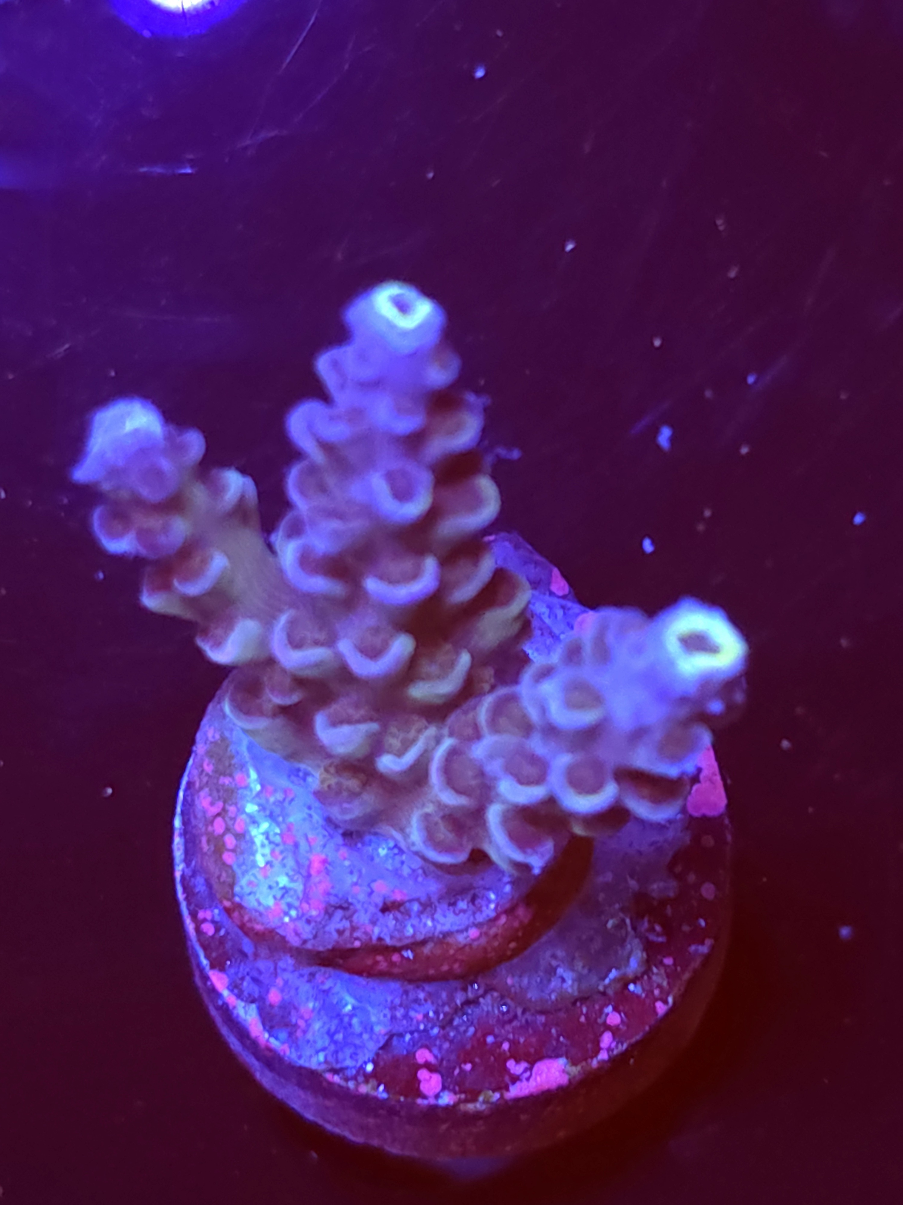 SBB "Pure Aqua" Acro Small 3 Branch