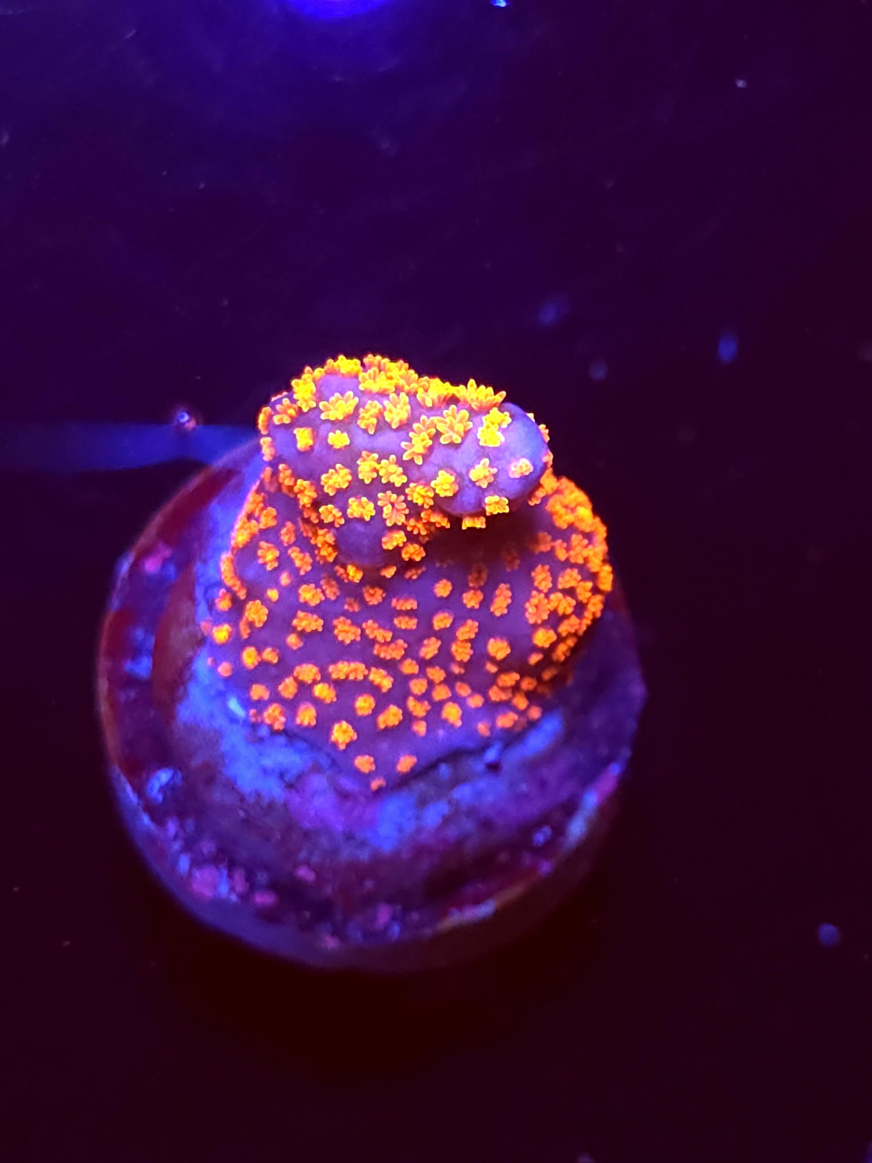 SBB "Bubble Digi" Acro Small Chunk