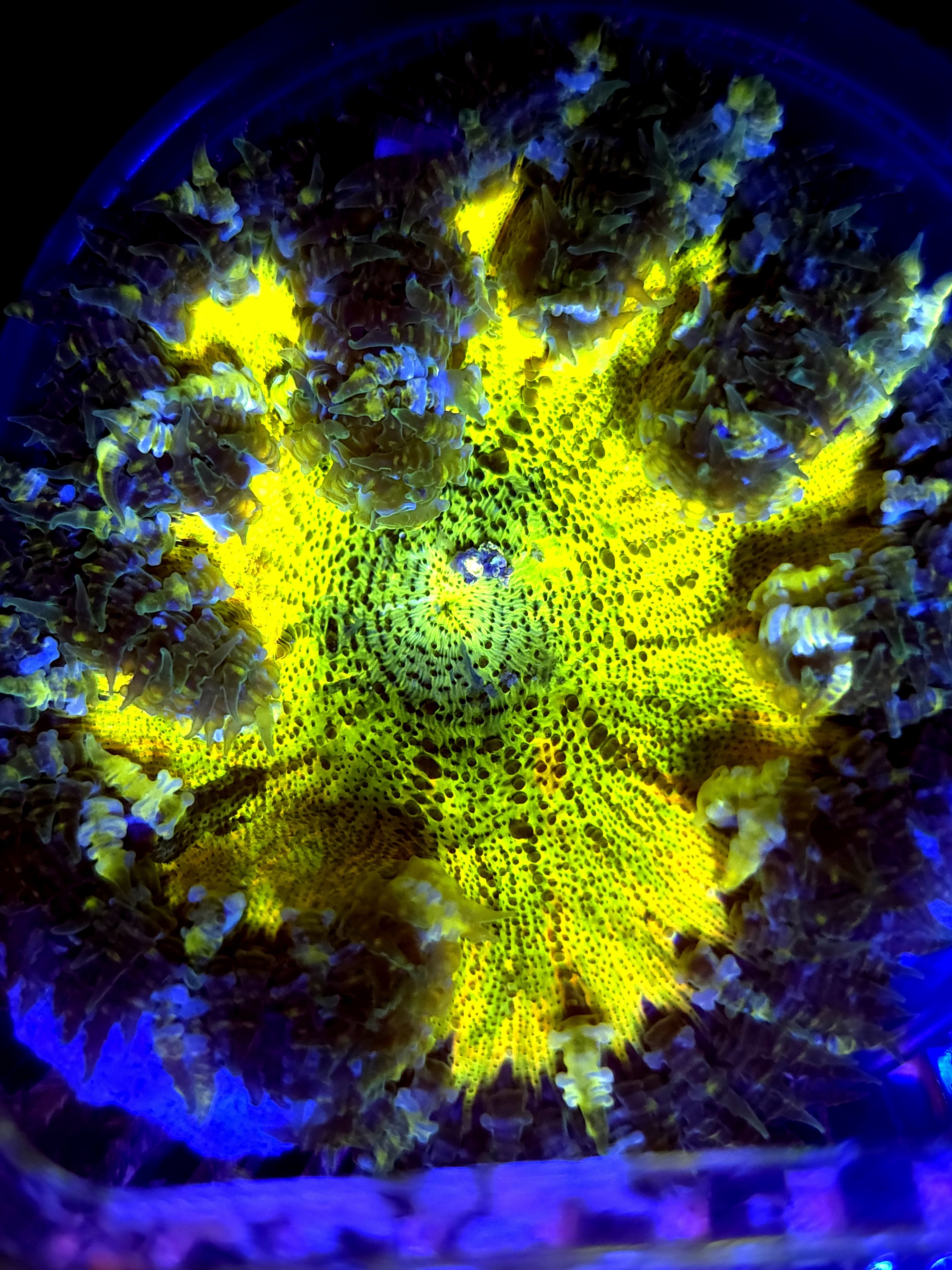 SBB Yellow Center Rock flower