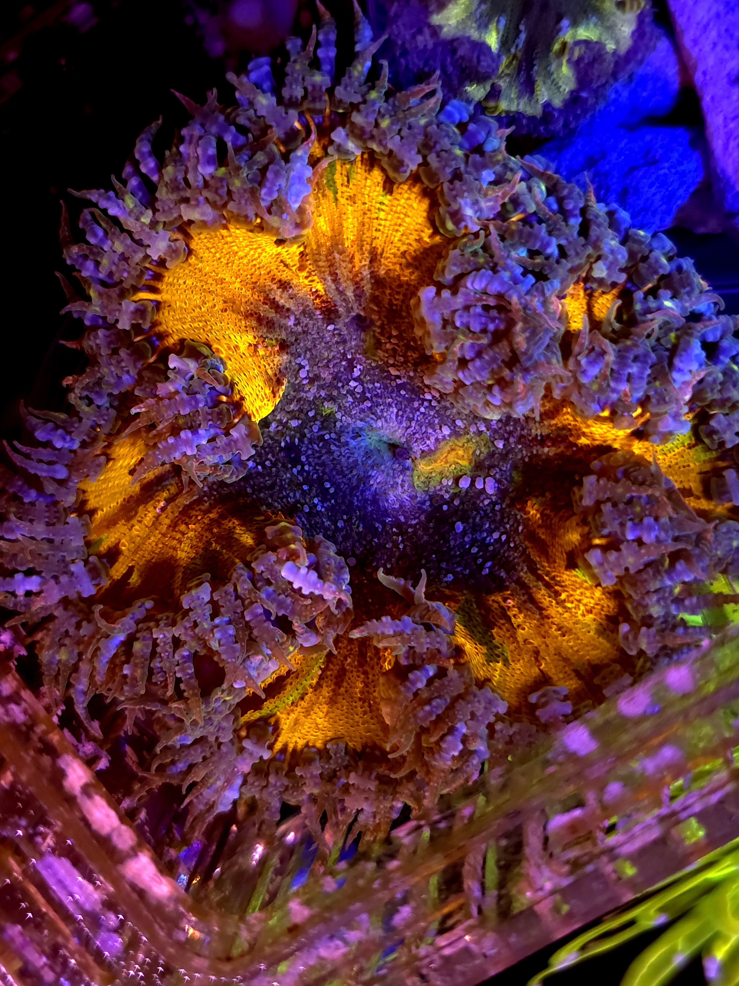 SBB Purple Rainbow Center Rock flower