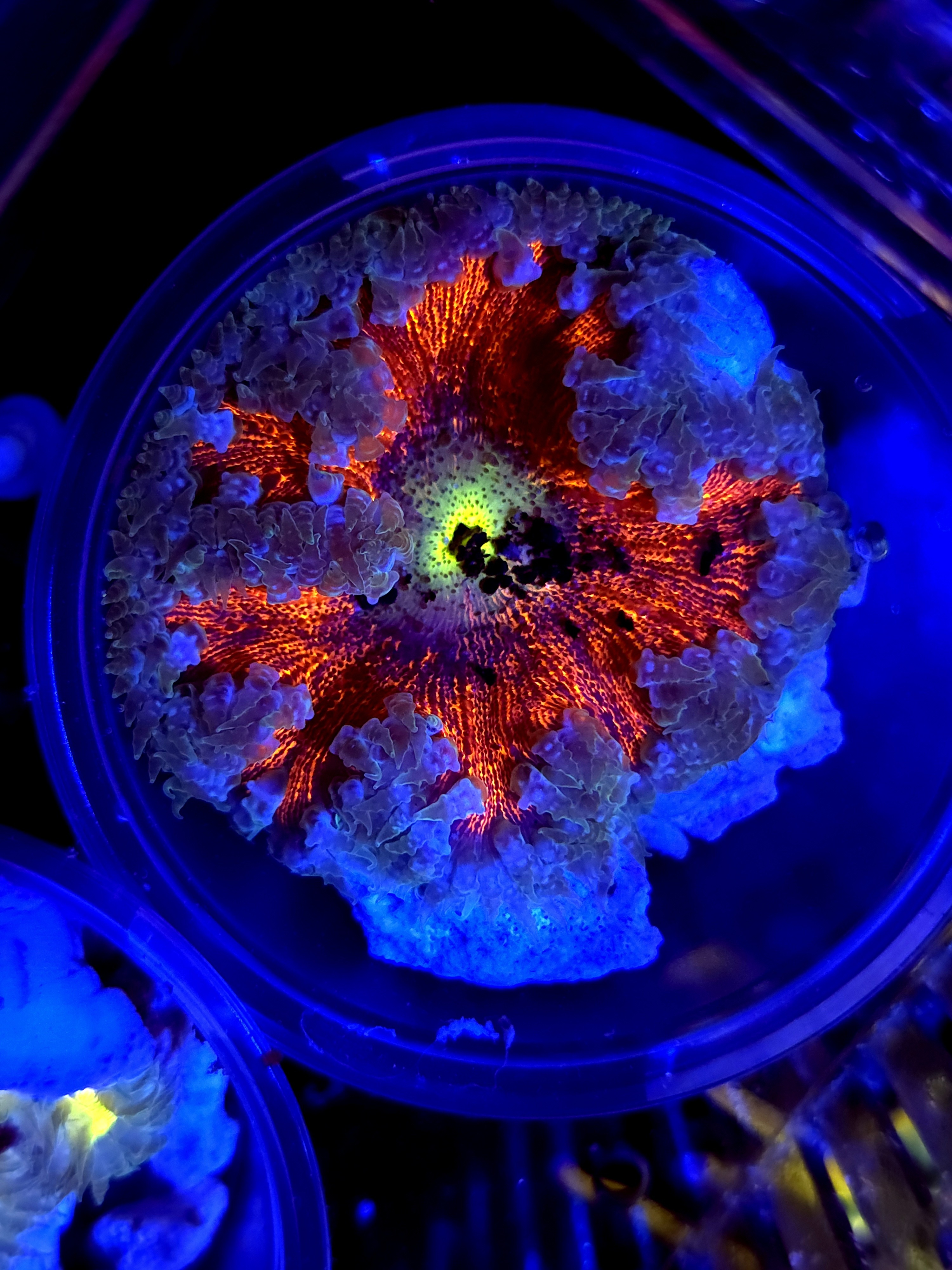 SBB deadpool center Rock flower