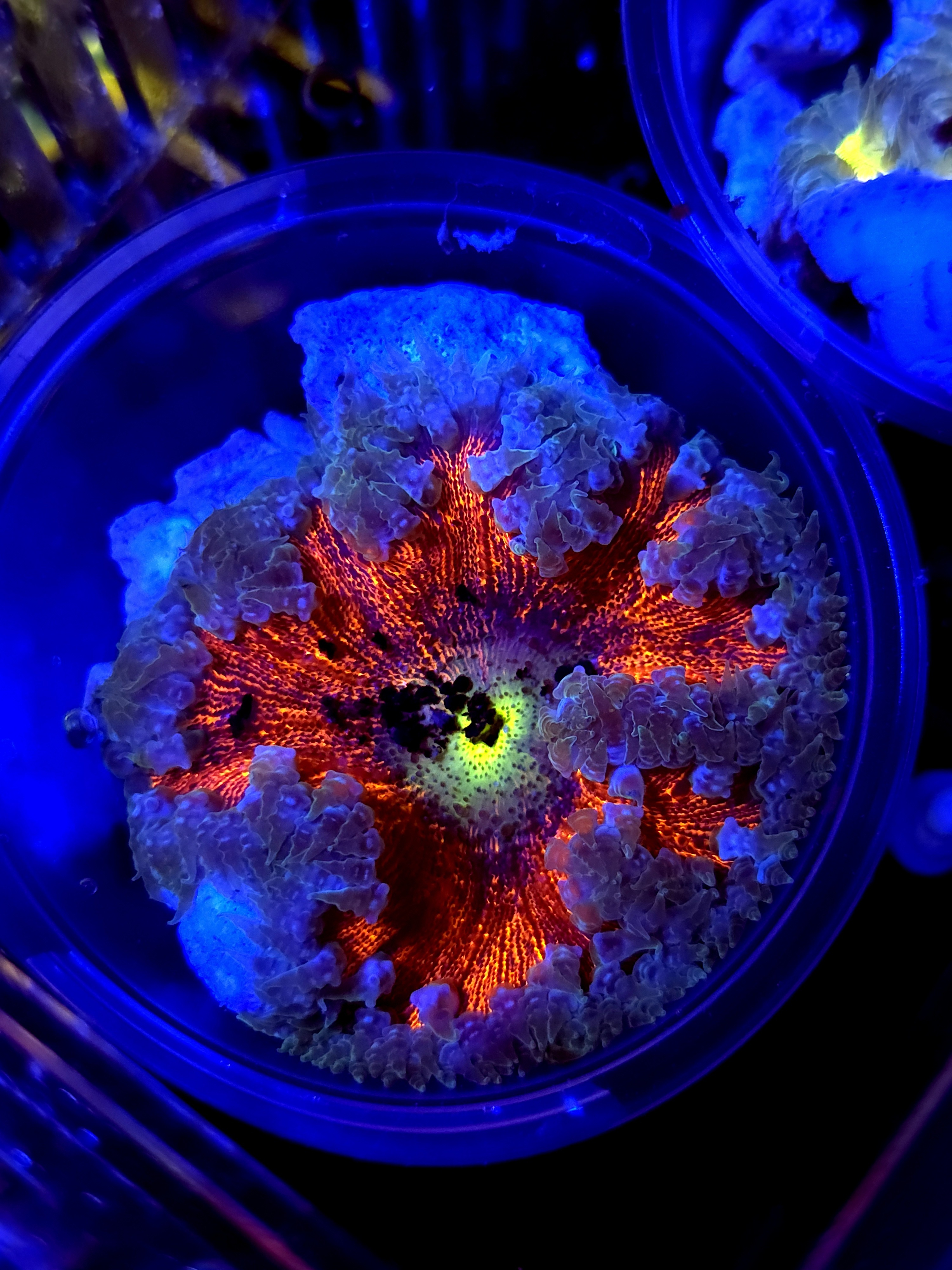 SBB Deadpool center rock flower