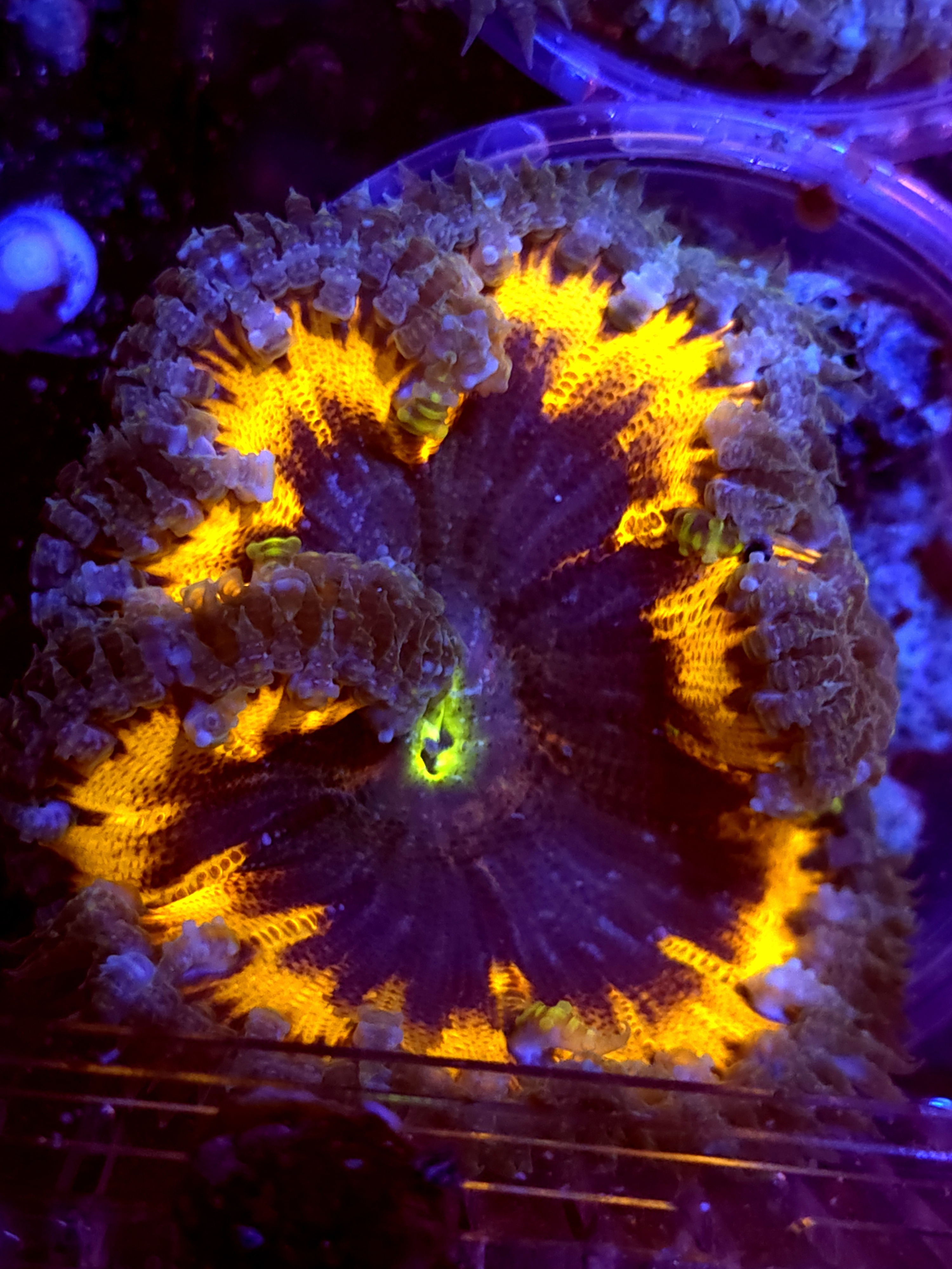 SBB rainbow center rock flower ultra