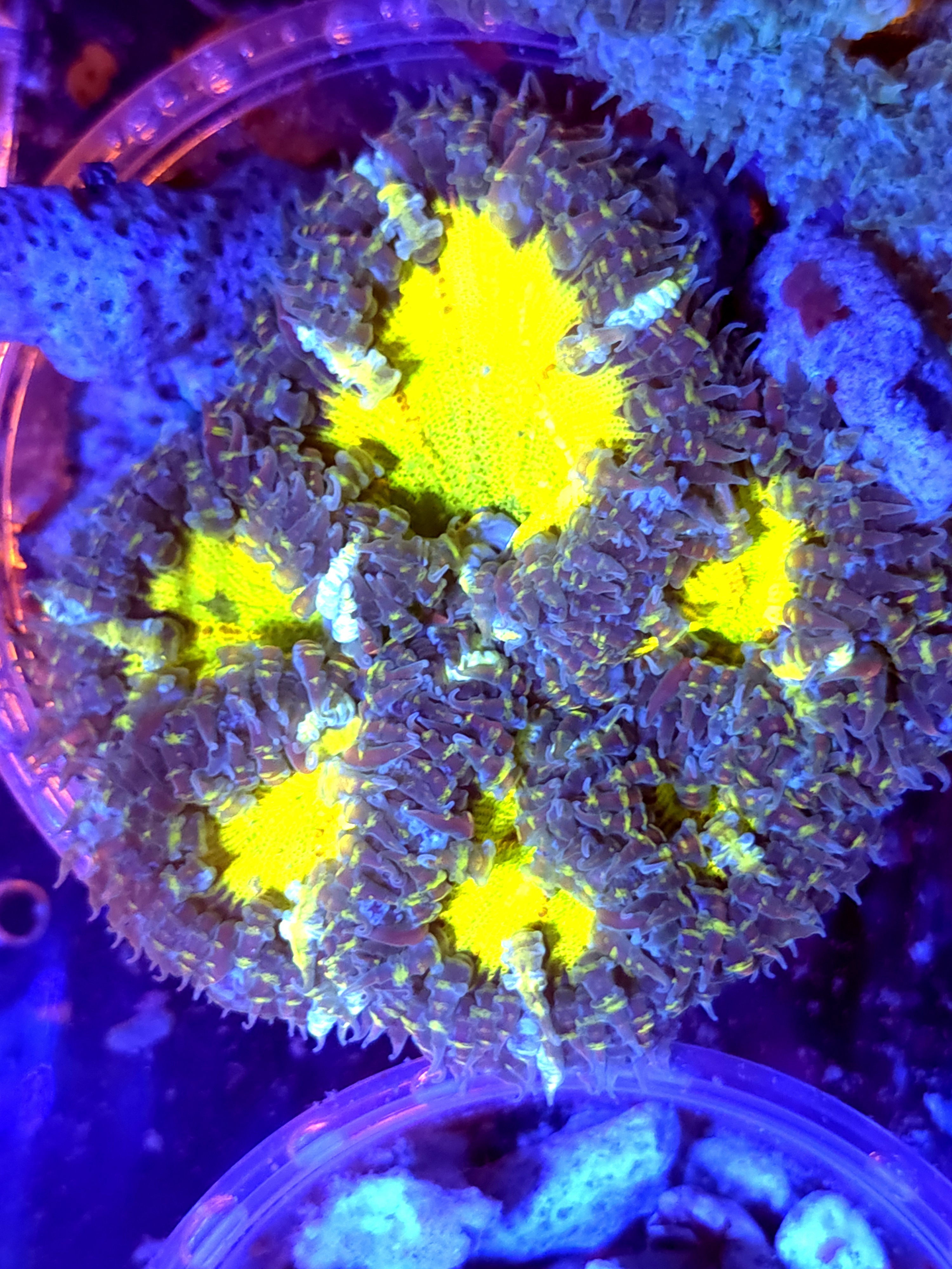 SBB Yellow Center Rock flower