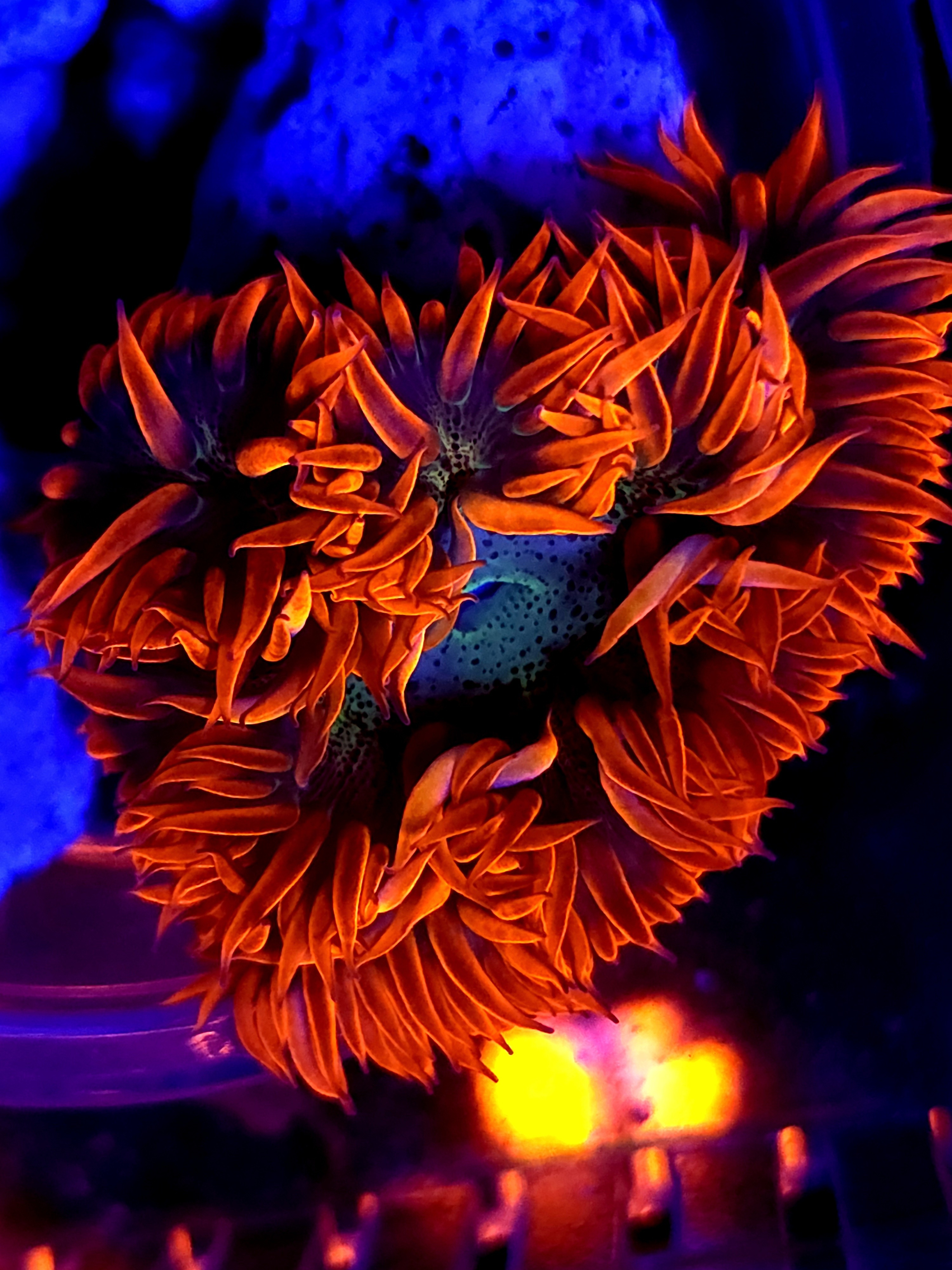SBB Red Skirt Rock flower