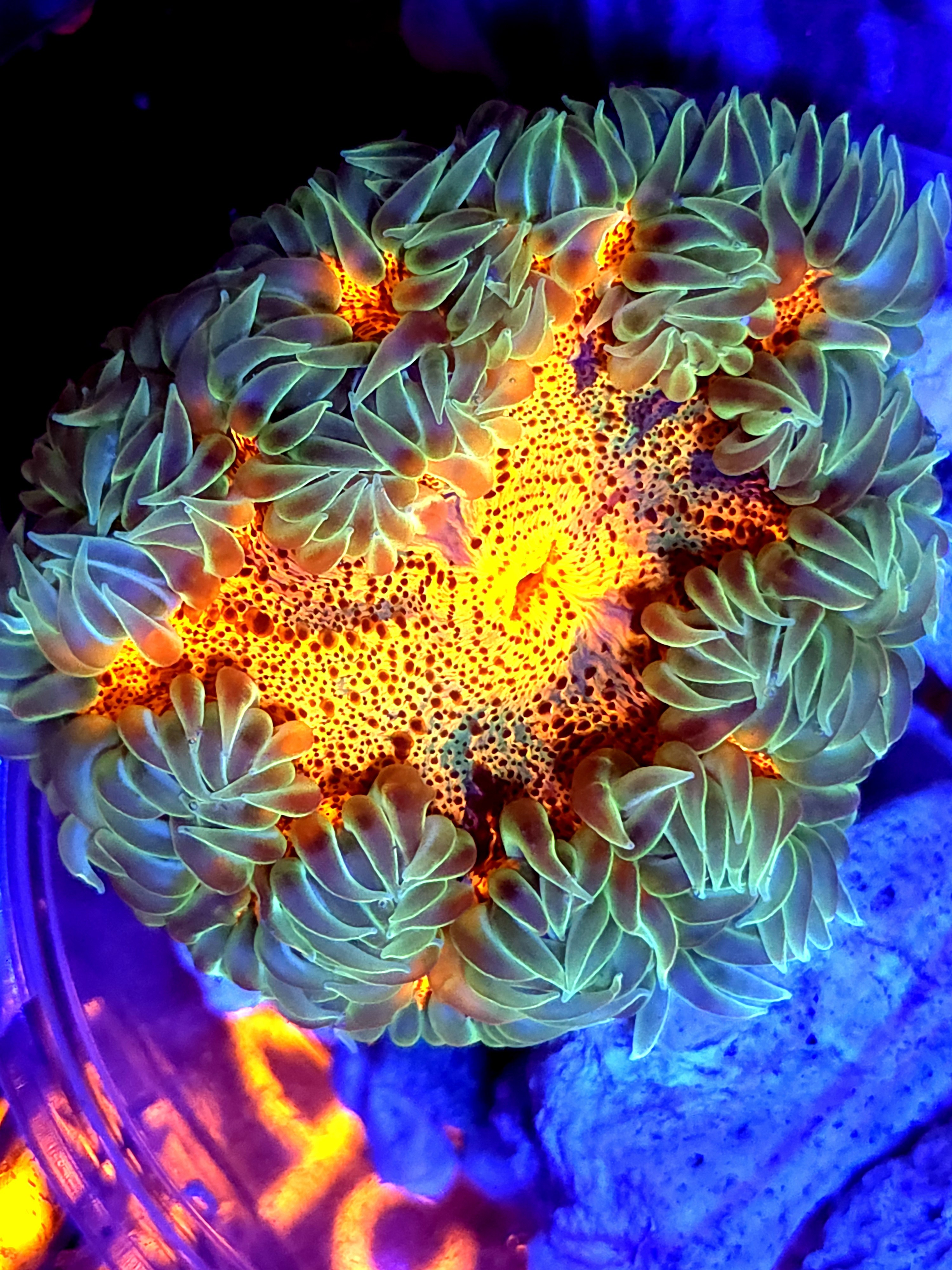 SBB deadpool center Rock flower