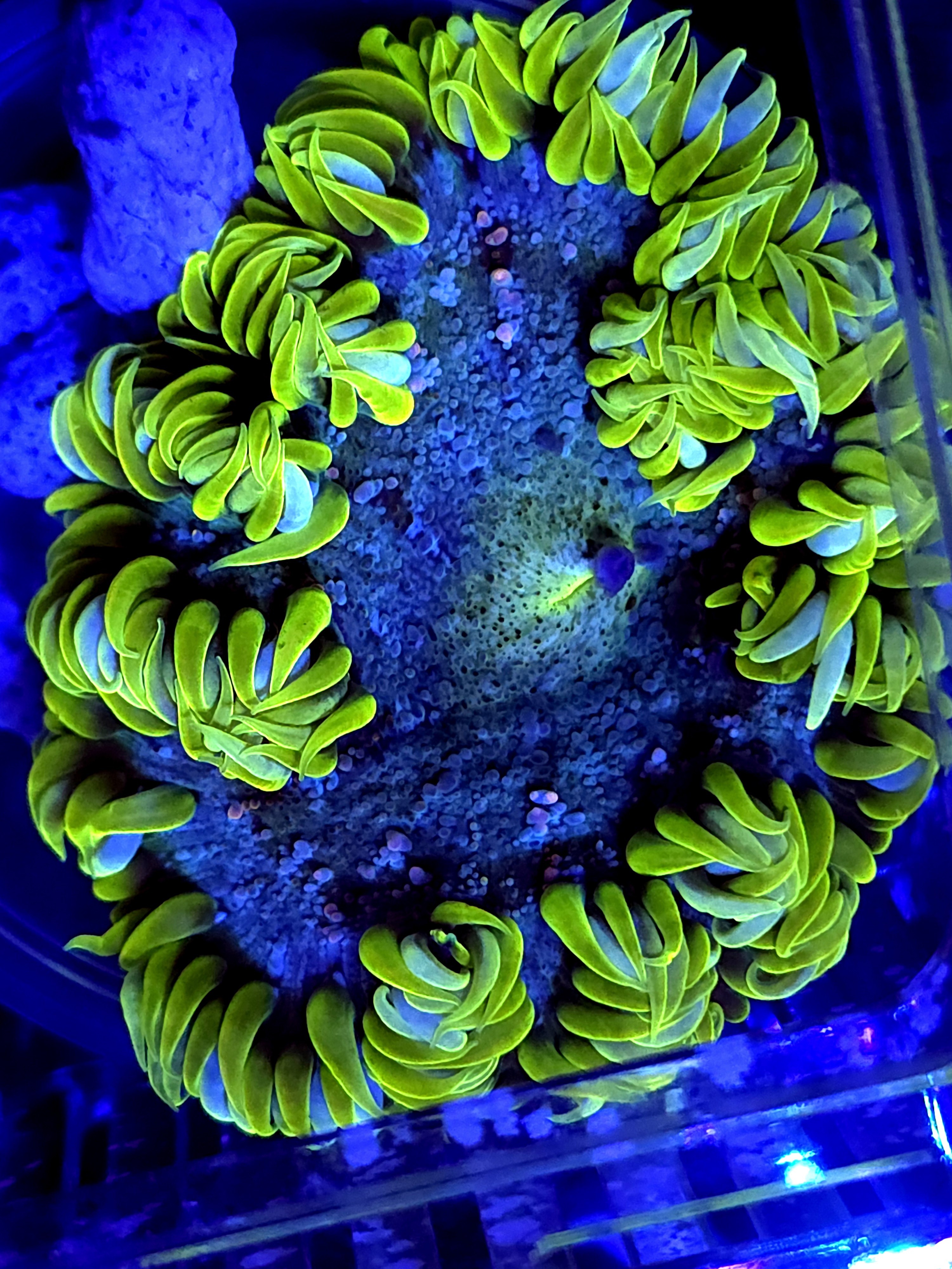 SBB rock flower