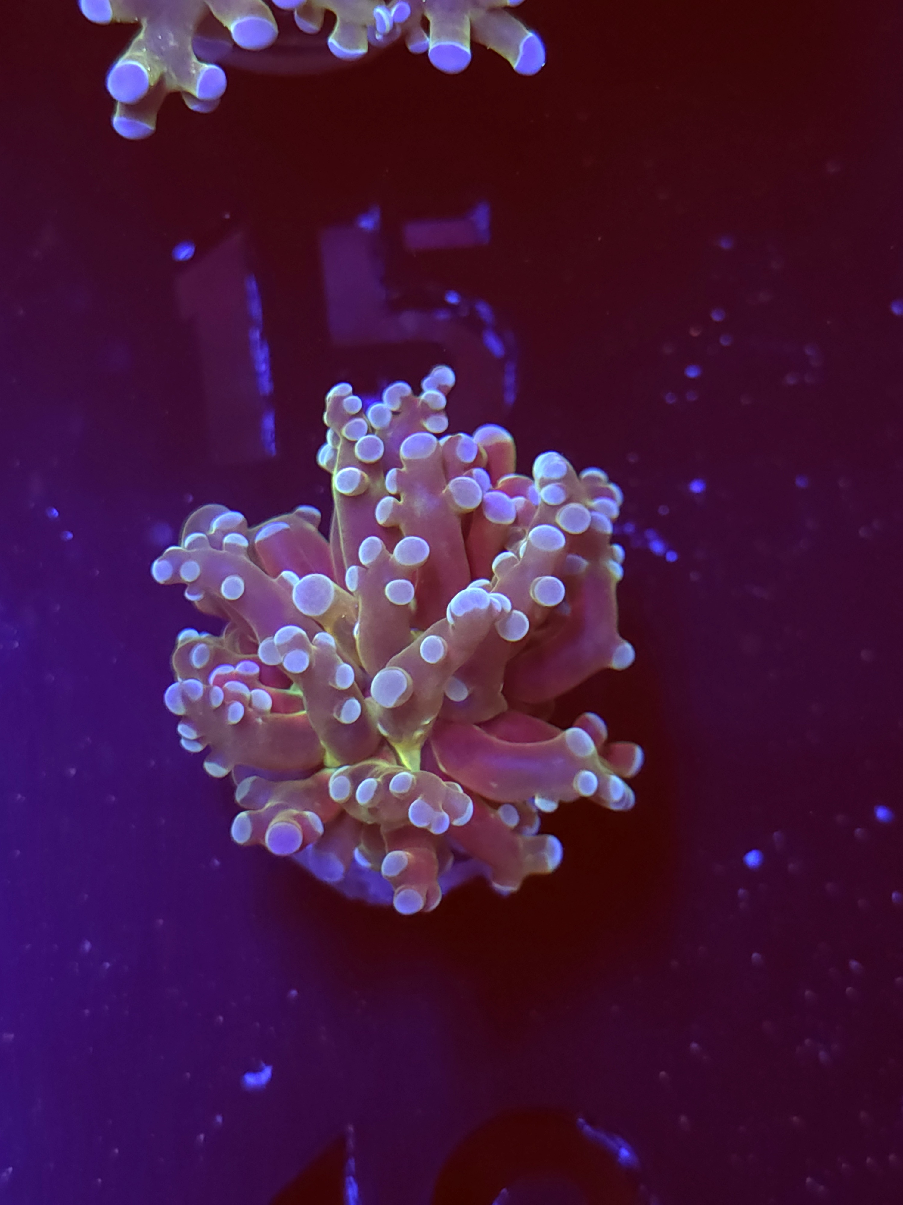 SBB " Blues Clues" Frogspawn