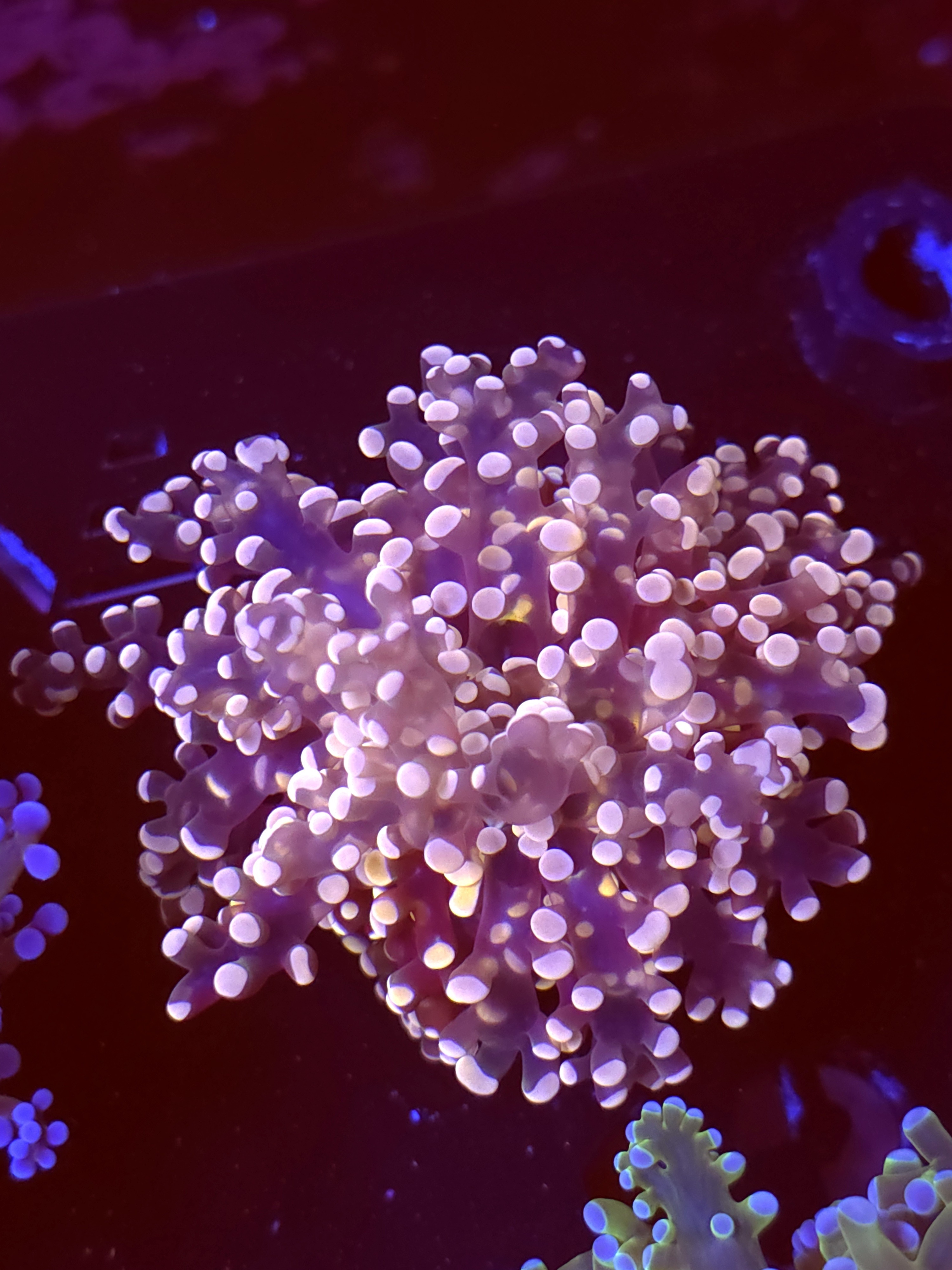 SBB " Lavendor Breeze" Frogspawn