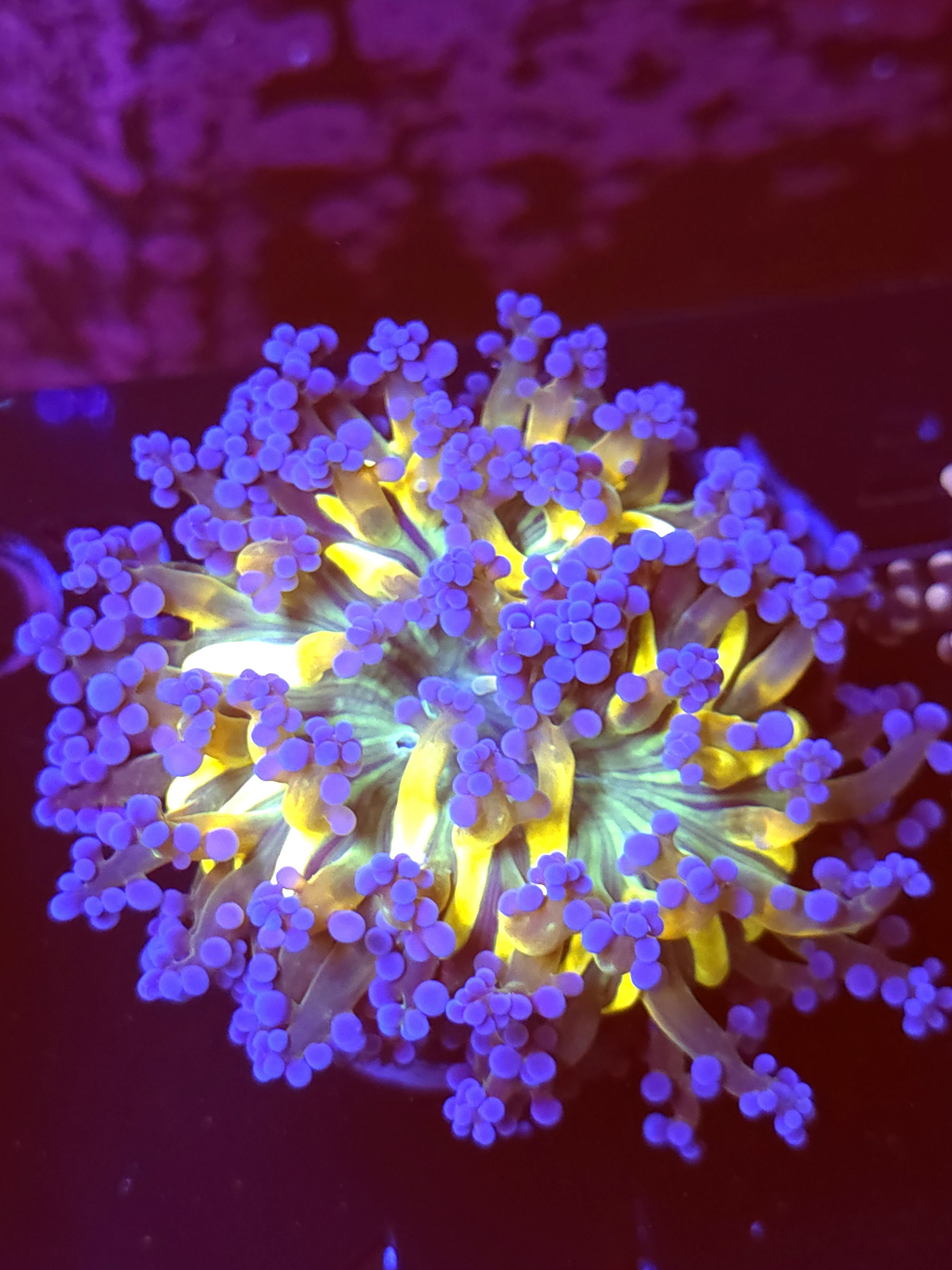 SBB " Blues Clues" Frogspawn