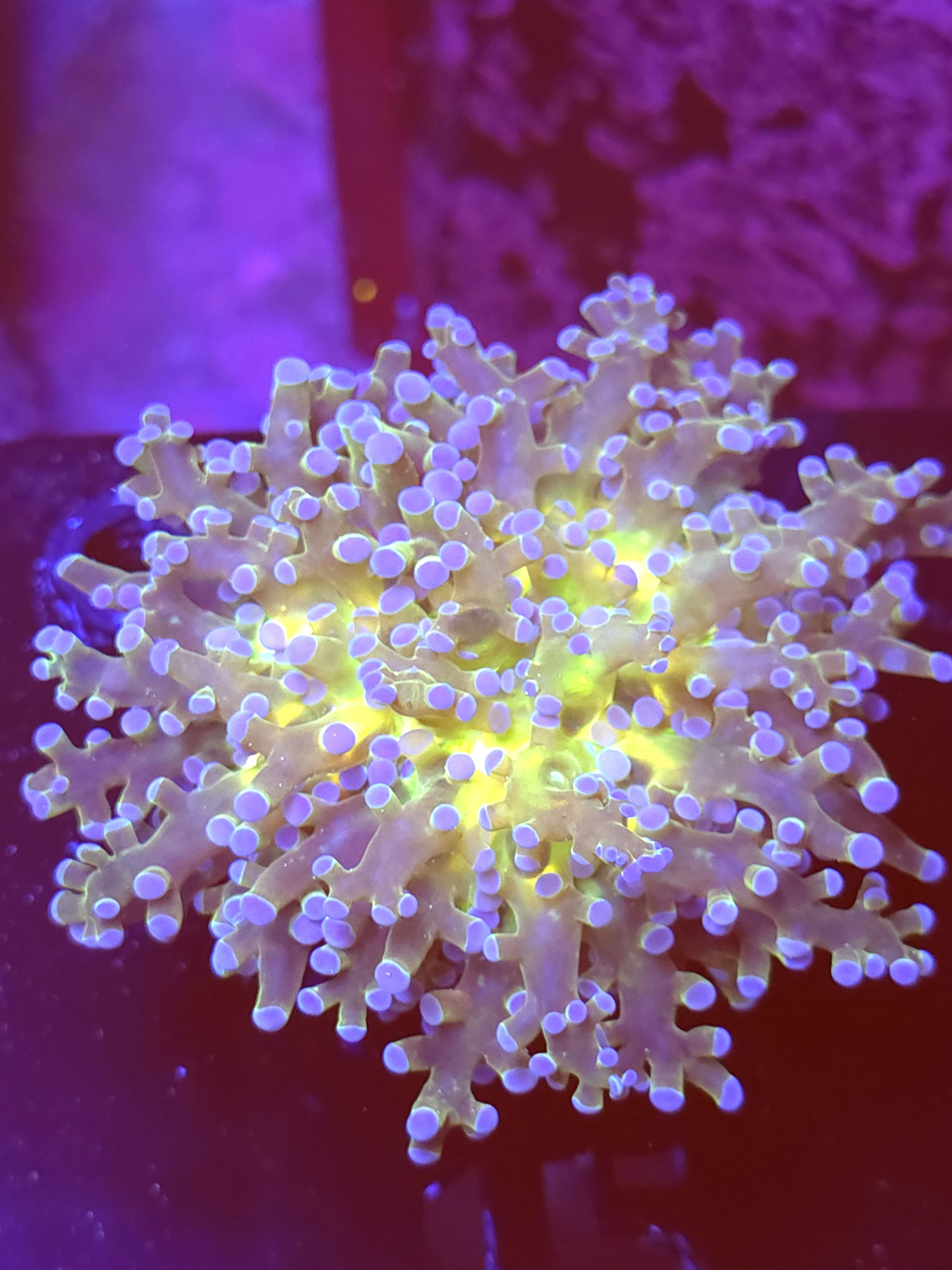 SBB " Blues Clues" Frogspawn