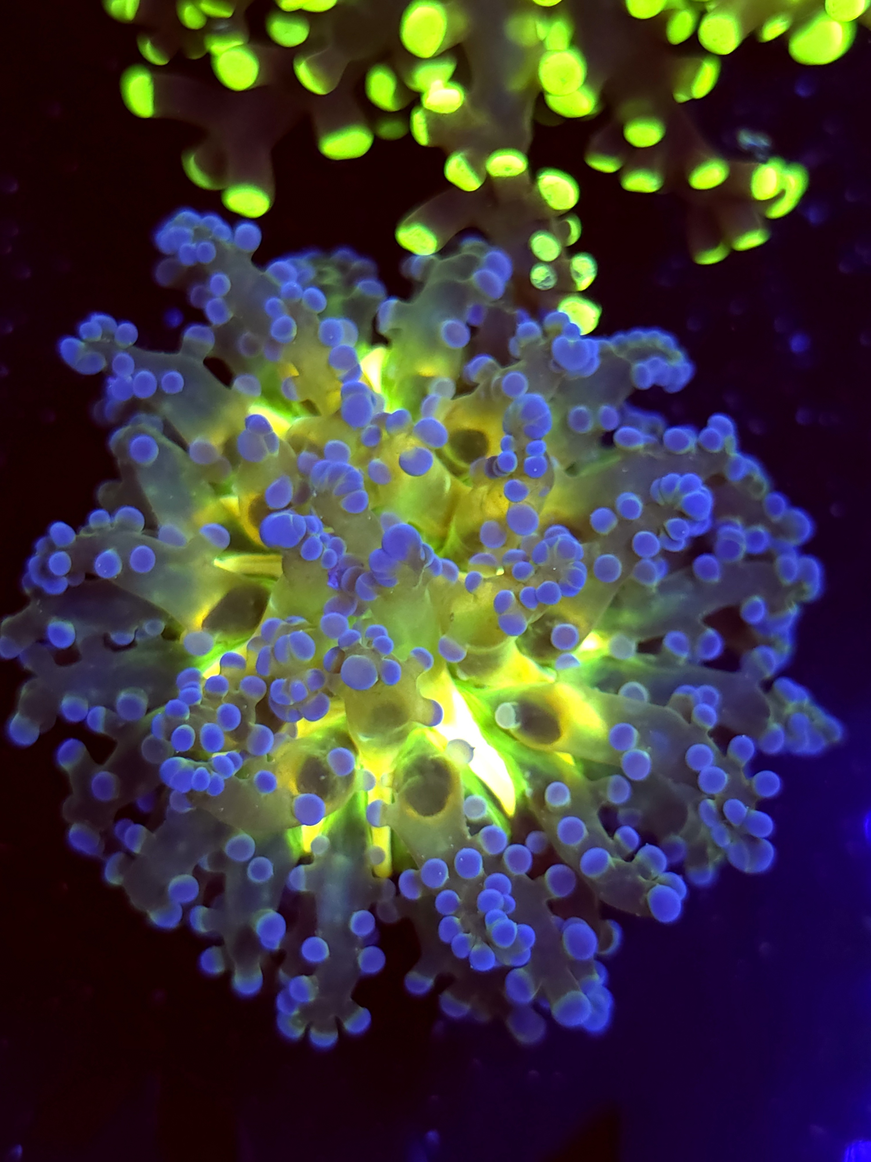 SBB " Blues Clues" Frogspawn