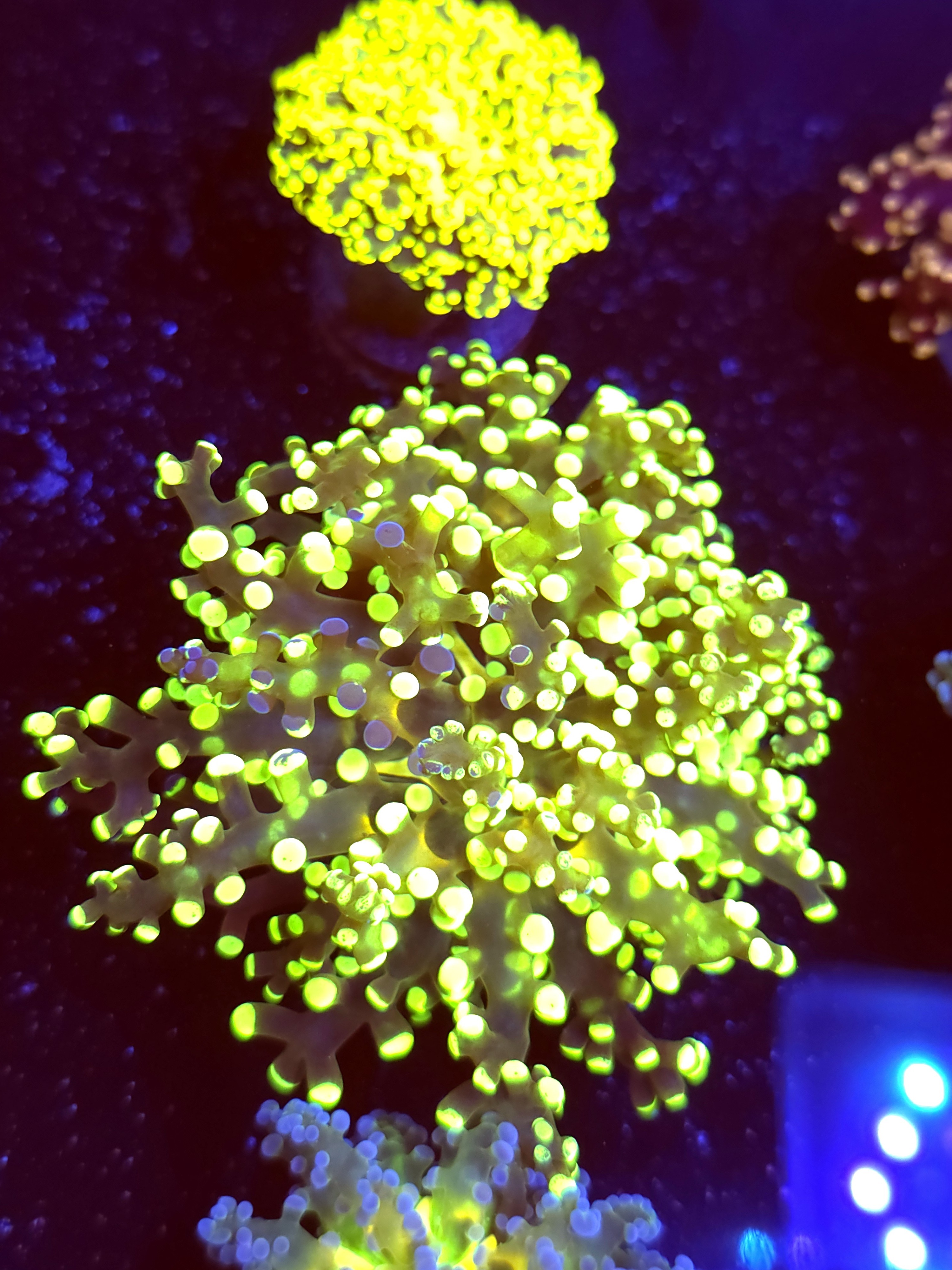 SBB " Kermit the Frog" Frogspawn