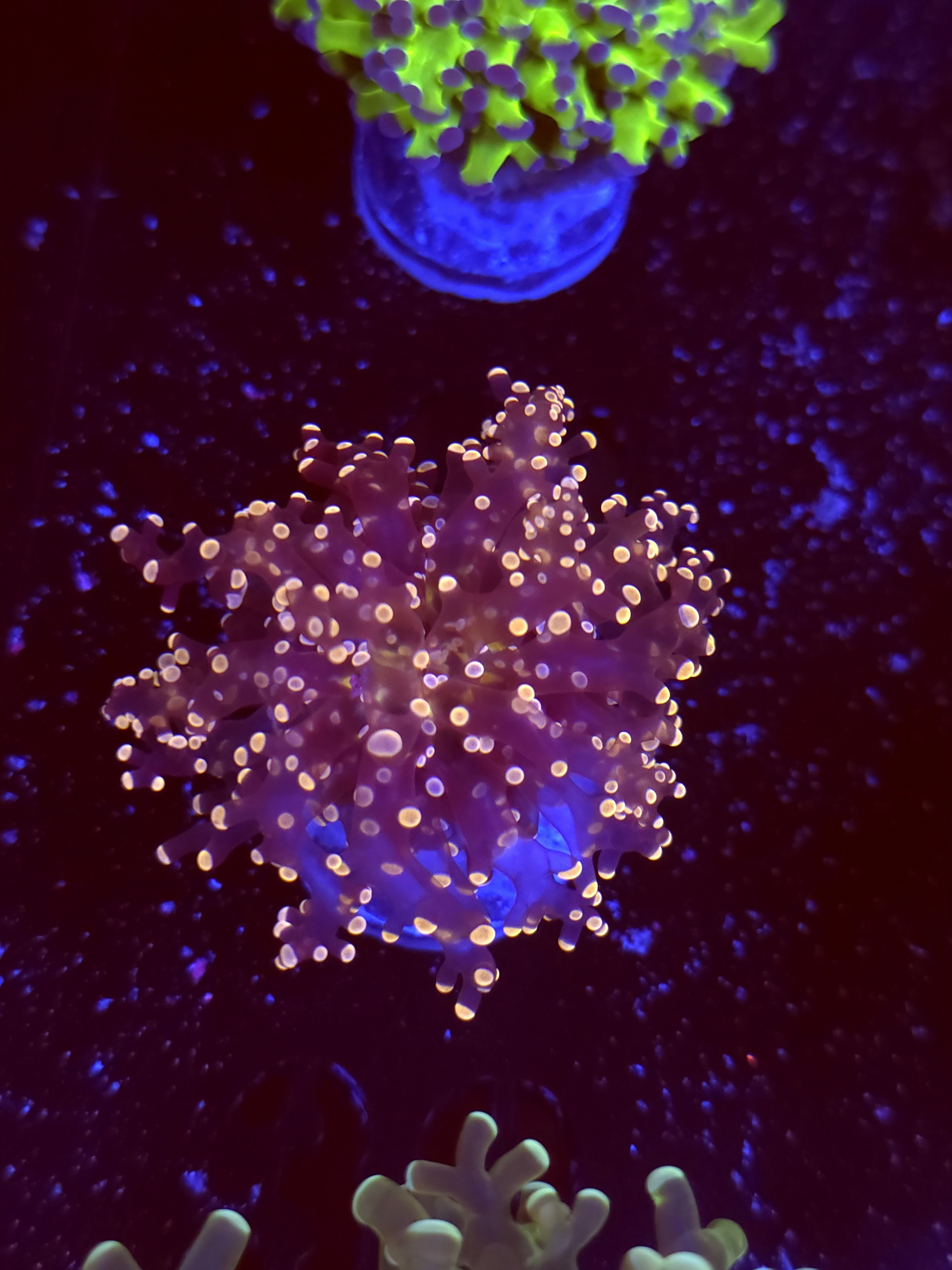 SBB Frogspawn